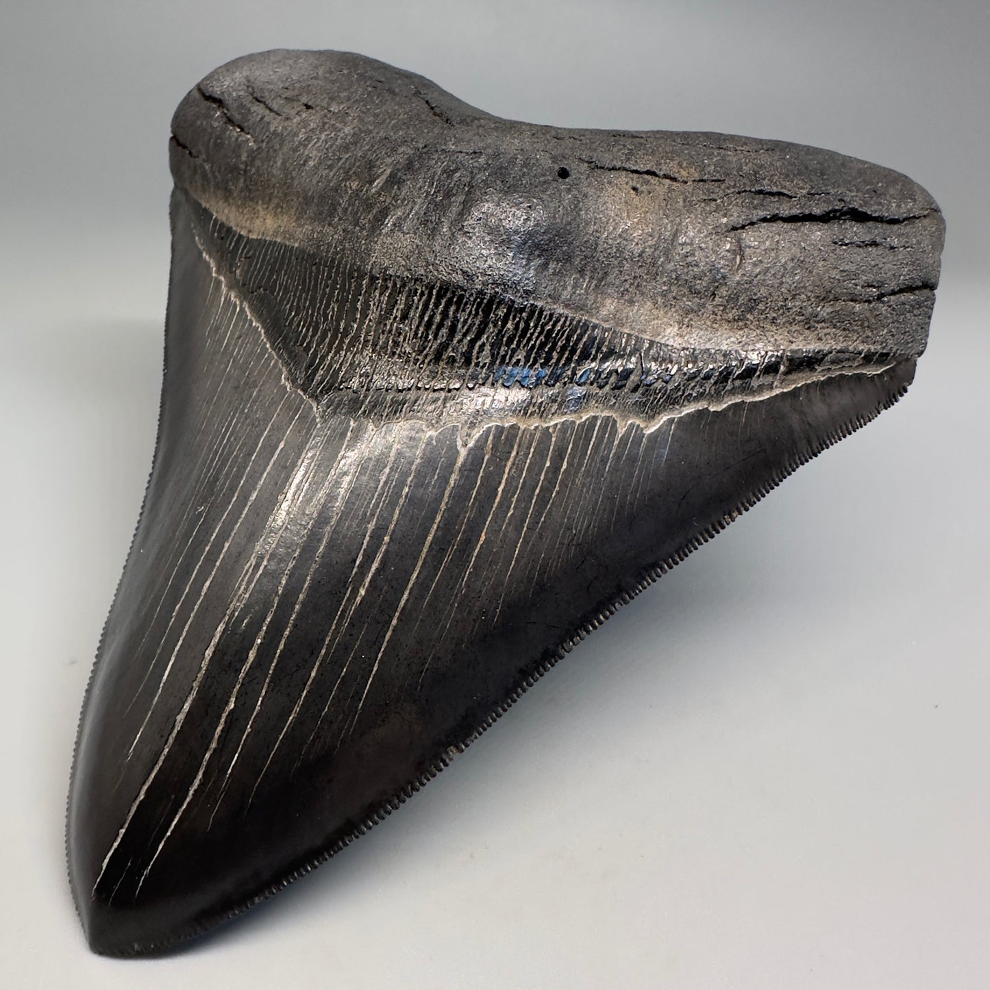Collector's Quality, Dark colors 4.96" Fossil Megalodon Shark Tooth from South Carolina CM5185 - Front Right