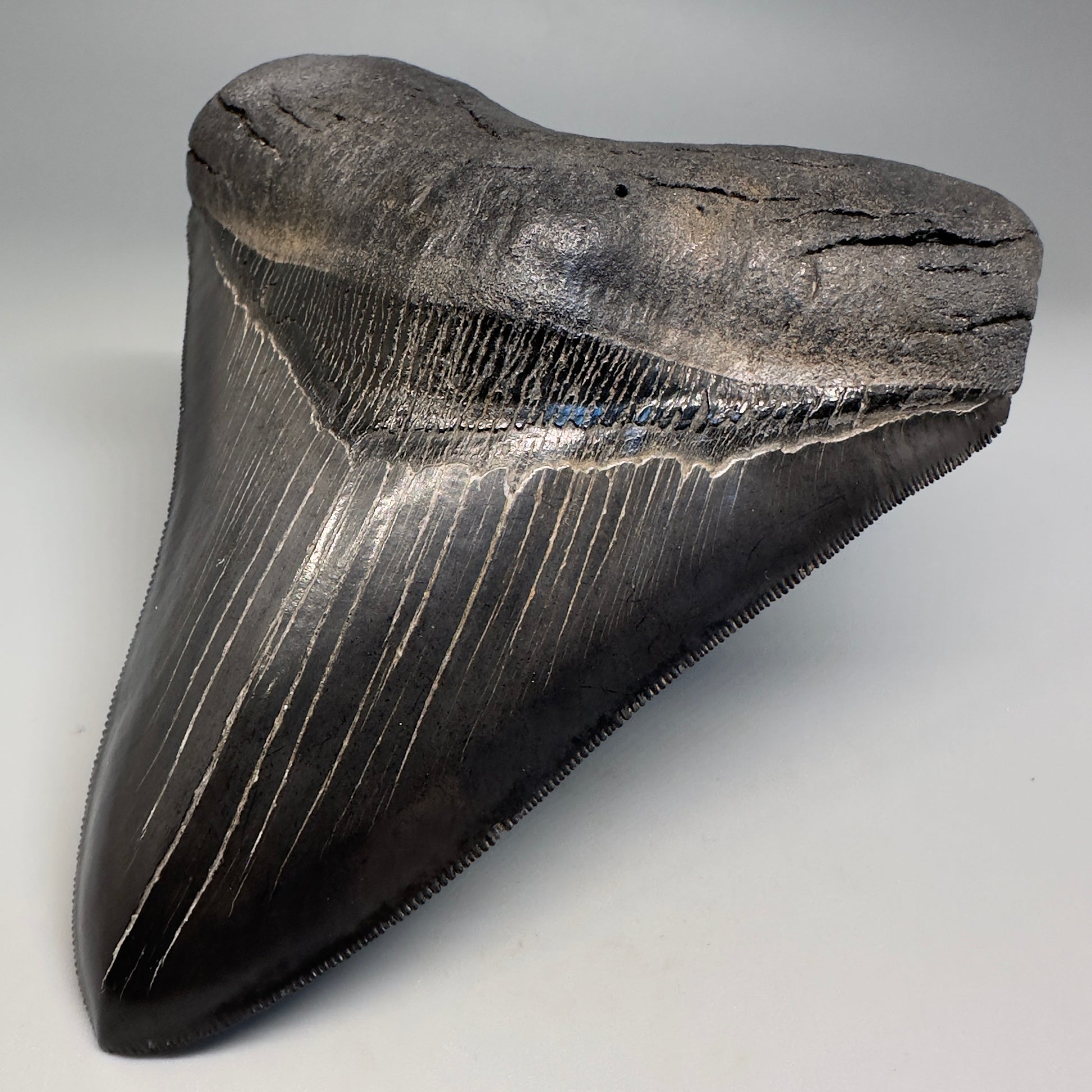 Collector's Quality, Dark colors 4.96" Fossil Megalodon Shark Tooth from South Carolina CM5185 - Front Right