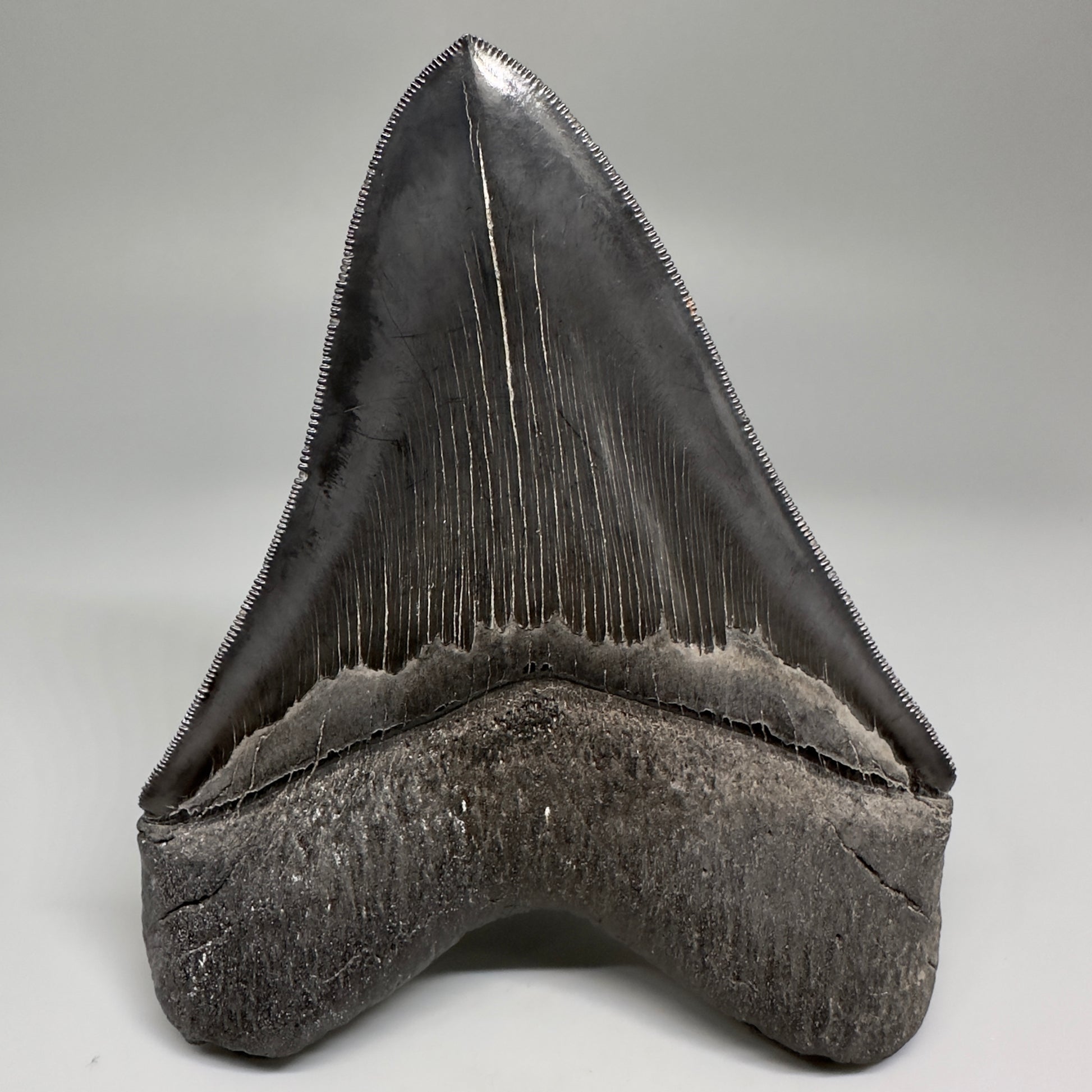 Collector's Quality, Dark colors 4.96" Fossil Megalodon Shark Tooth from South Carolina CM5185 - Back
