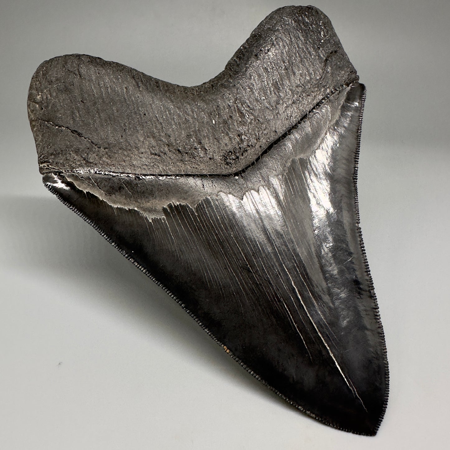 Collector's Quality, Dark colors 4.96" Fossil Megalodon Shark Tooth from South Carolina CM5185 - Back Left