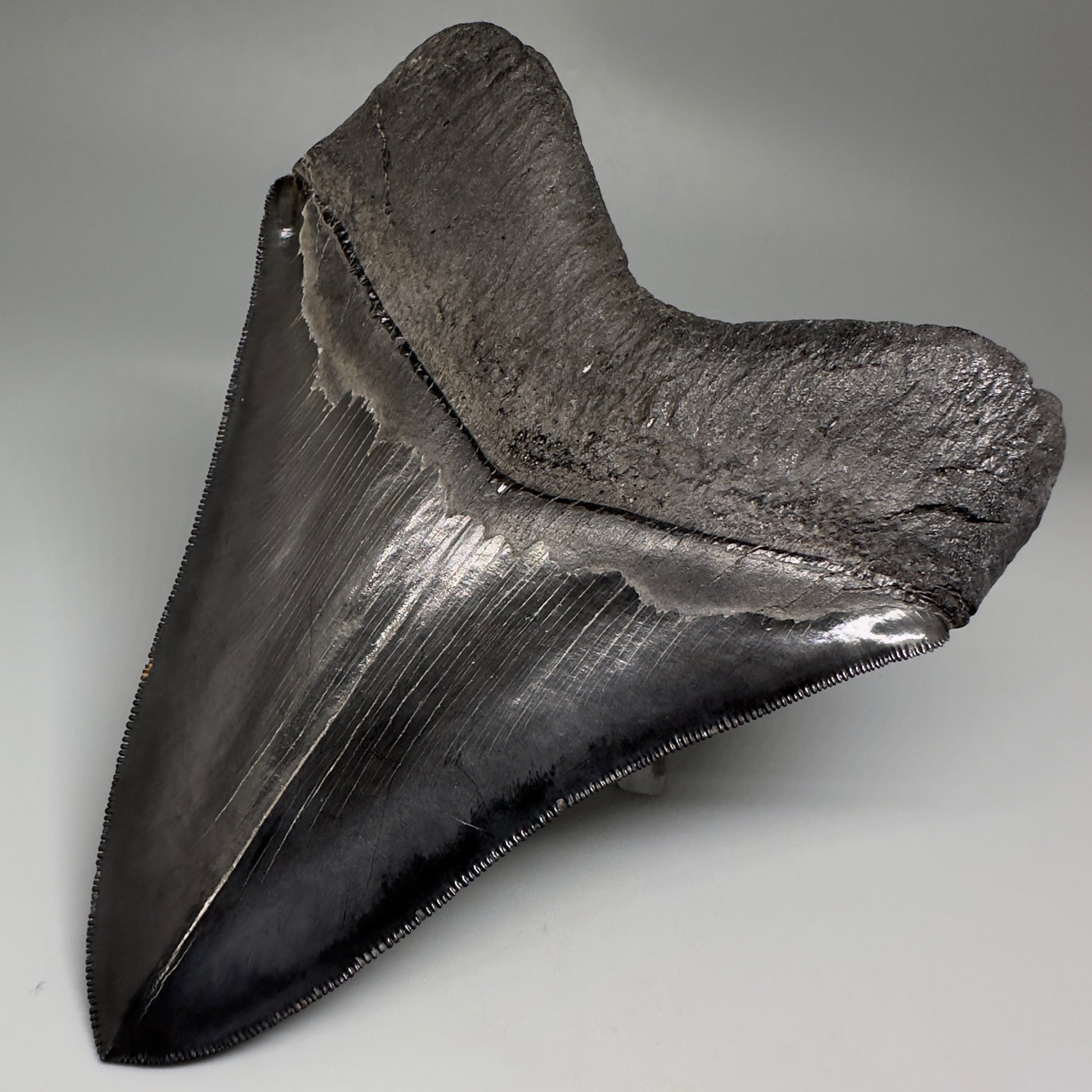 Collector's Quality, Dark colors 4.96" Fossil Megalodon Shark Tooth from South Carolina CM5185 - Back Right