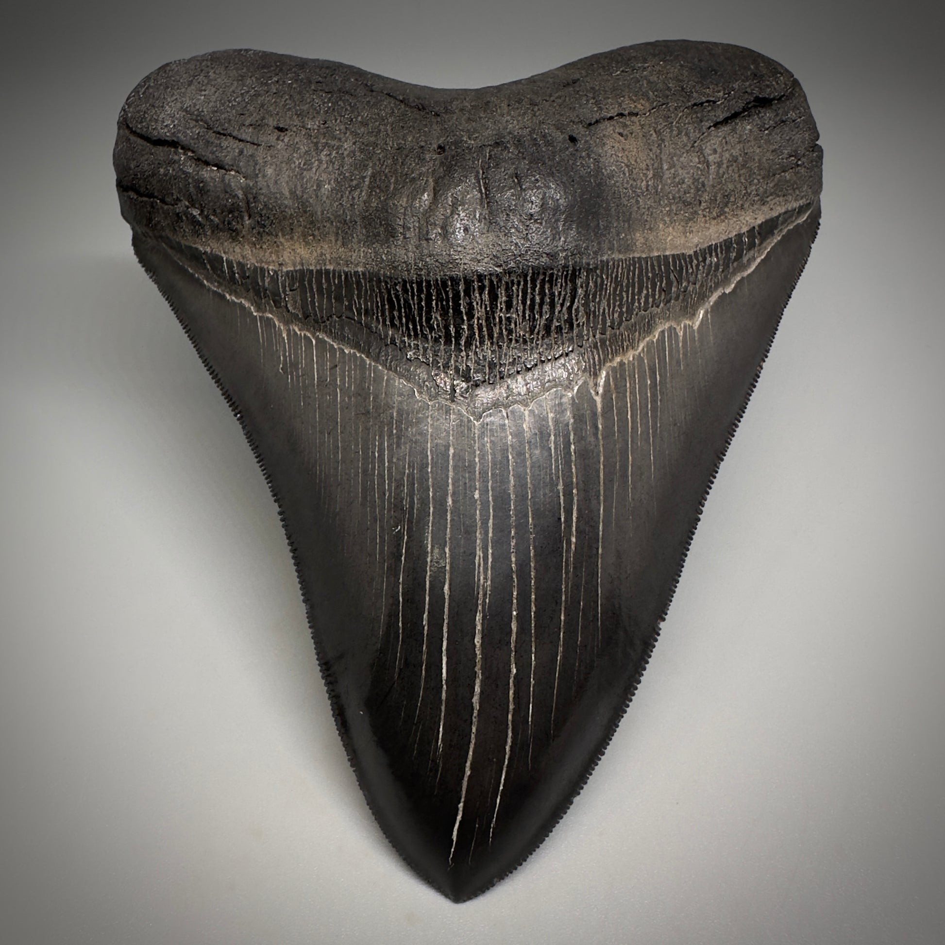 Collector's Quality, Dark colors 4.96" Fossil Megalodon Shark Tooth from South Carolina CM5185 - Front2