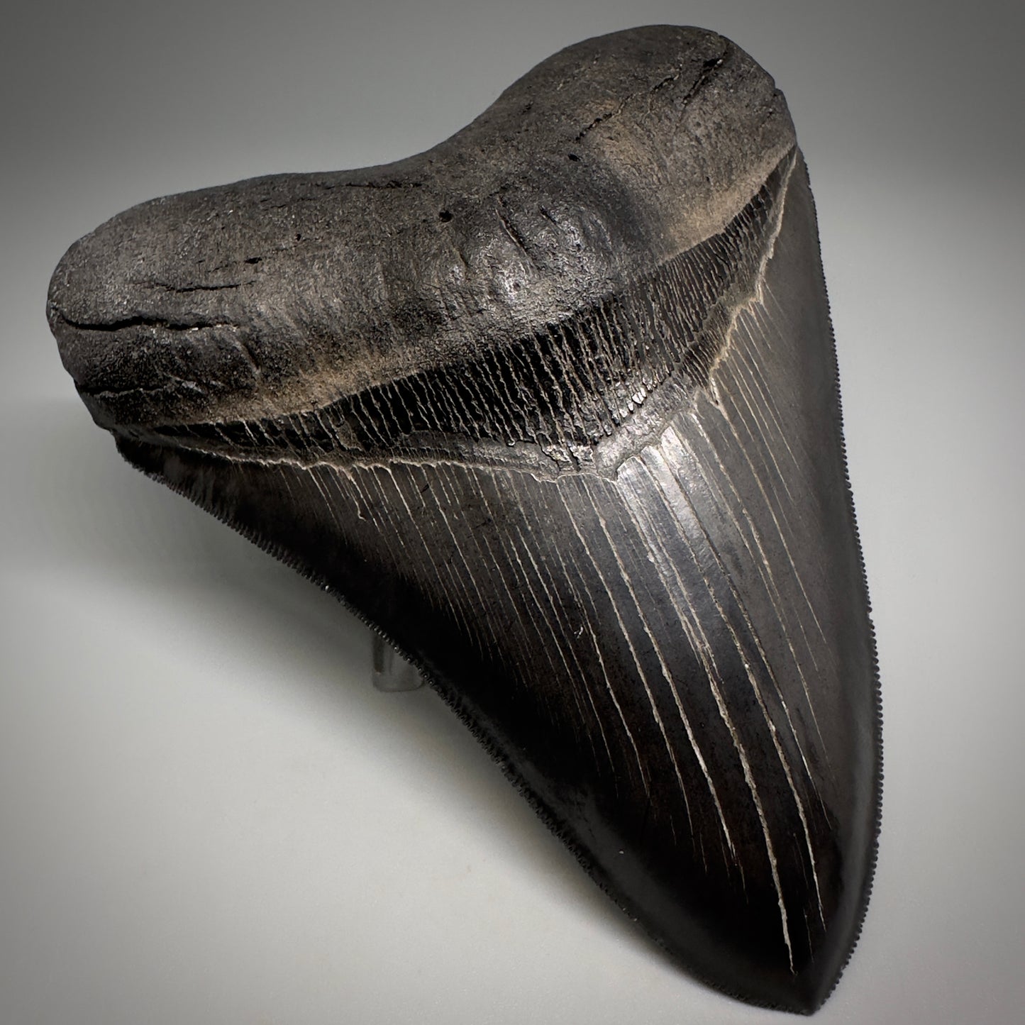 Collector's Quality, Dark colors 4.96" Fossil Megalodon Shark Tooth from South Carolina CM5185 - Front Left