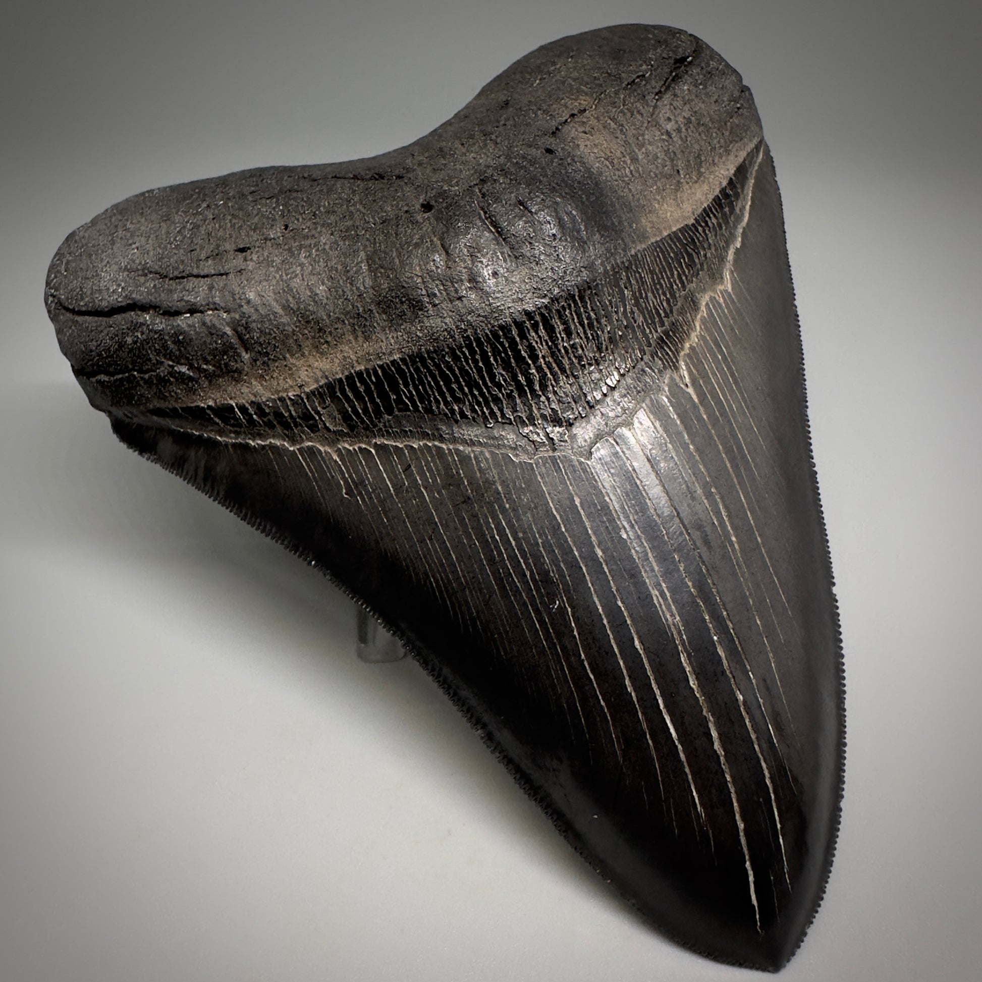 Collector's Quality, Dark colors 4.96" Fossil Megalodon Shark Tooth from South Carolina CM5185 - Front Left