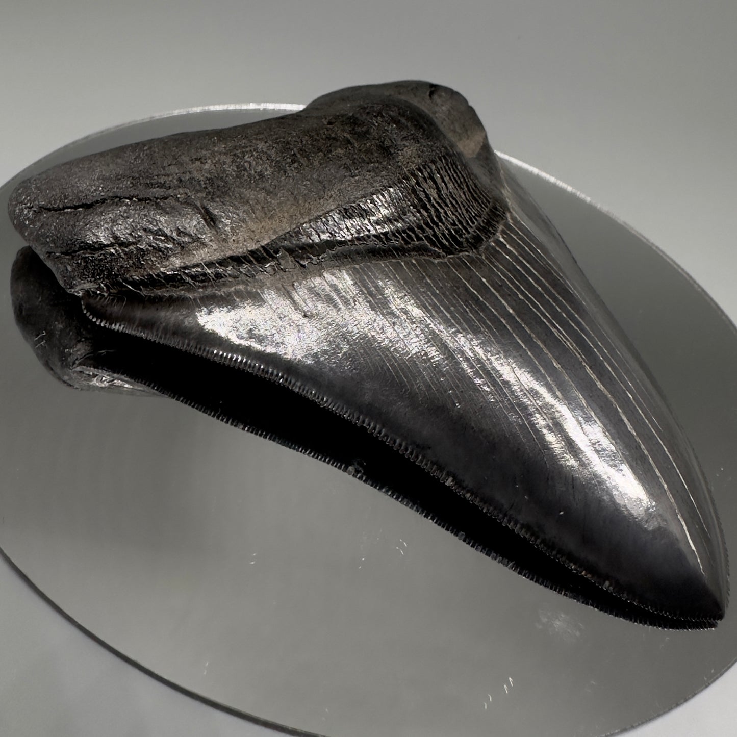 Collector's Quality, Dark colors 4.96" Fossil Megalodon Shark Tooth from South Carolina