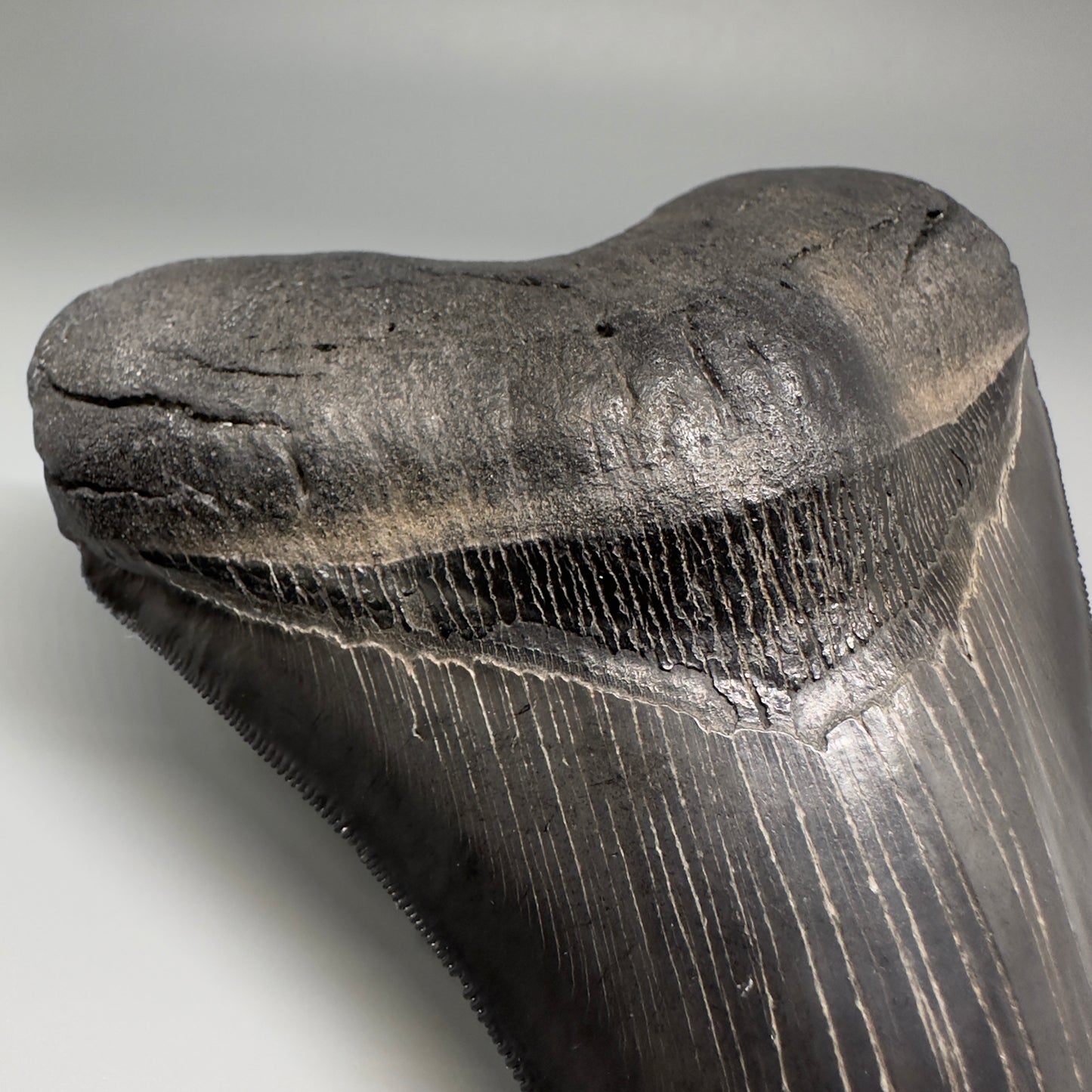 Collector's Quality, Dark colors 4.96" Fossil Megalodon Shark Tooth from South Carolina CM5185 - Detail Root