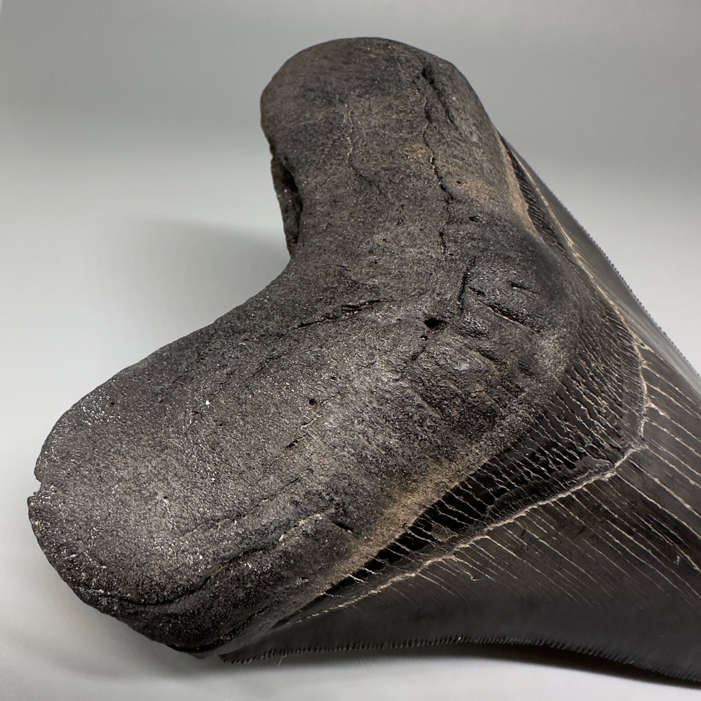 Collector's Quality, Dark colors 4.96" Fossil Megalodon Shark Tooth from South Carolina CM5185 - Detail Root2