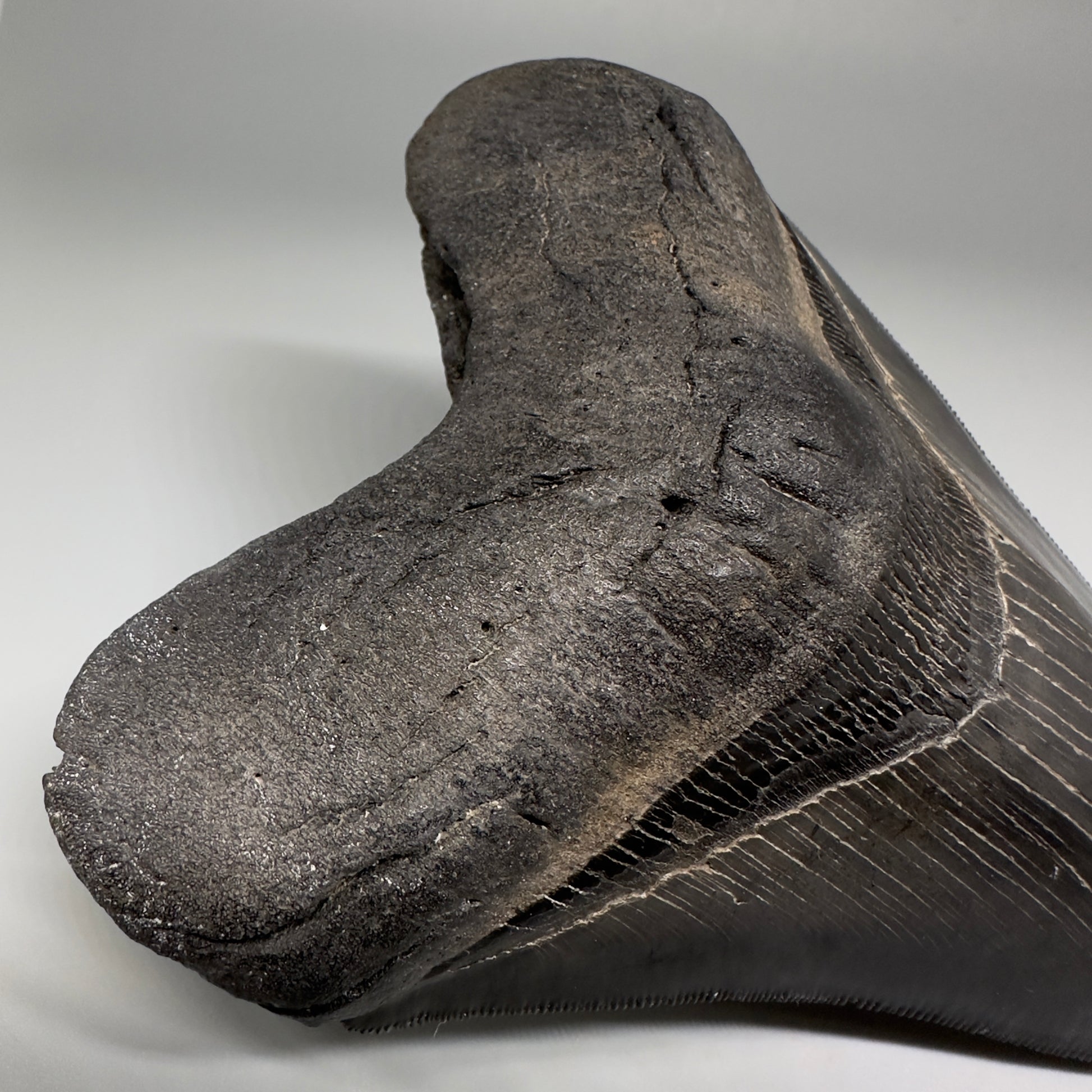 Collector's Quality, Dark colors 4.96" Fossil Megalodon Shark Tooth from South Carolina CM5185 - Detail Root2