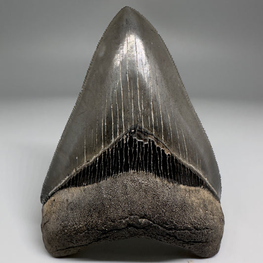 Collector's Quality, colorful 3.90" Fossil Megalodon Tooth - South Carolina CM5182 - Front
