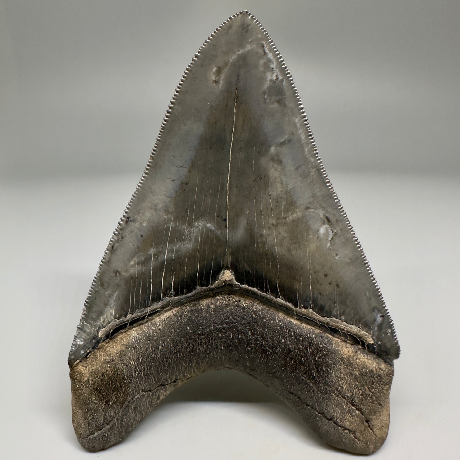 Collector's Quality, colorful 3.90" Fossil Megalodon Tooth - South Carolina CM5182 - Back 