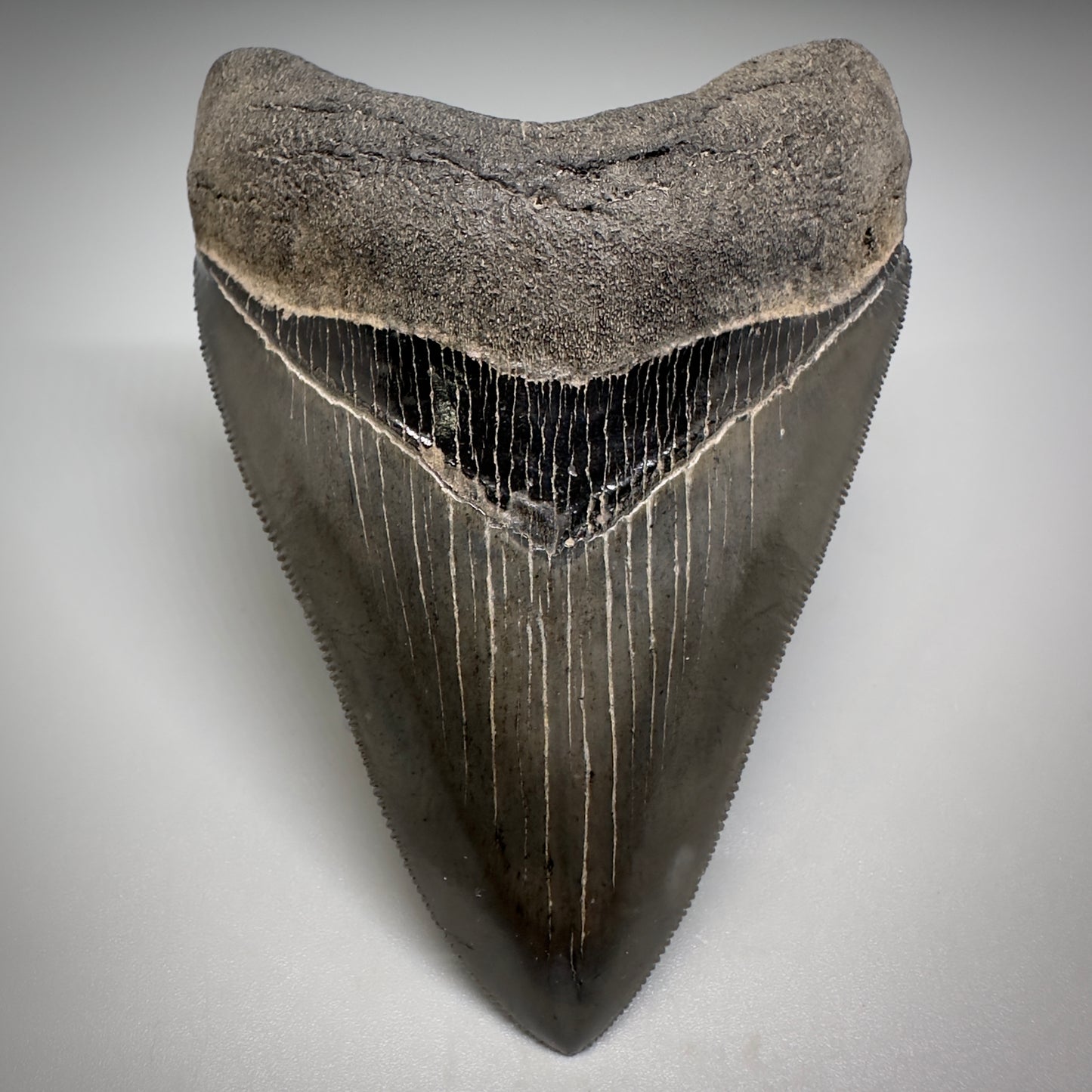 Collector's Quality, colorful 3.90" Fossil Megalodon Tooth - South Carolina CM5182 - Front1