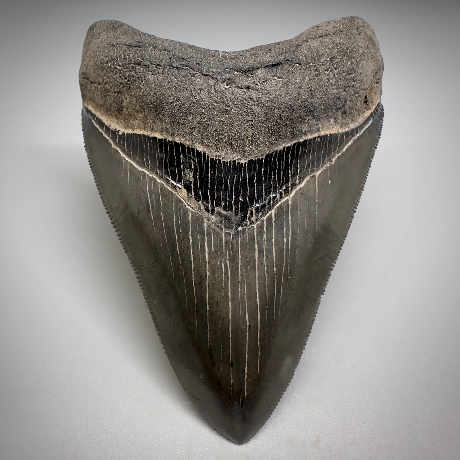 Collector's Quality, colorful 3.90" Fossil Megalodon Tooth - South Carolina CM5182 - Front1
