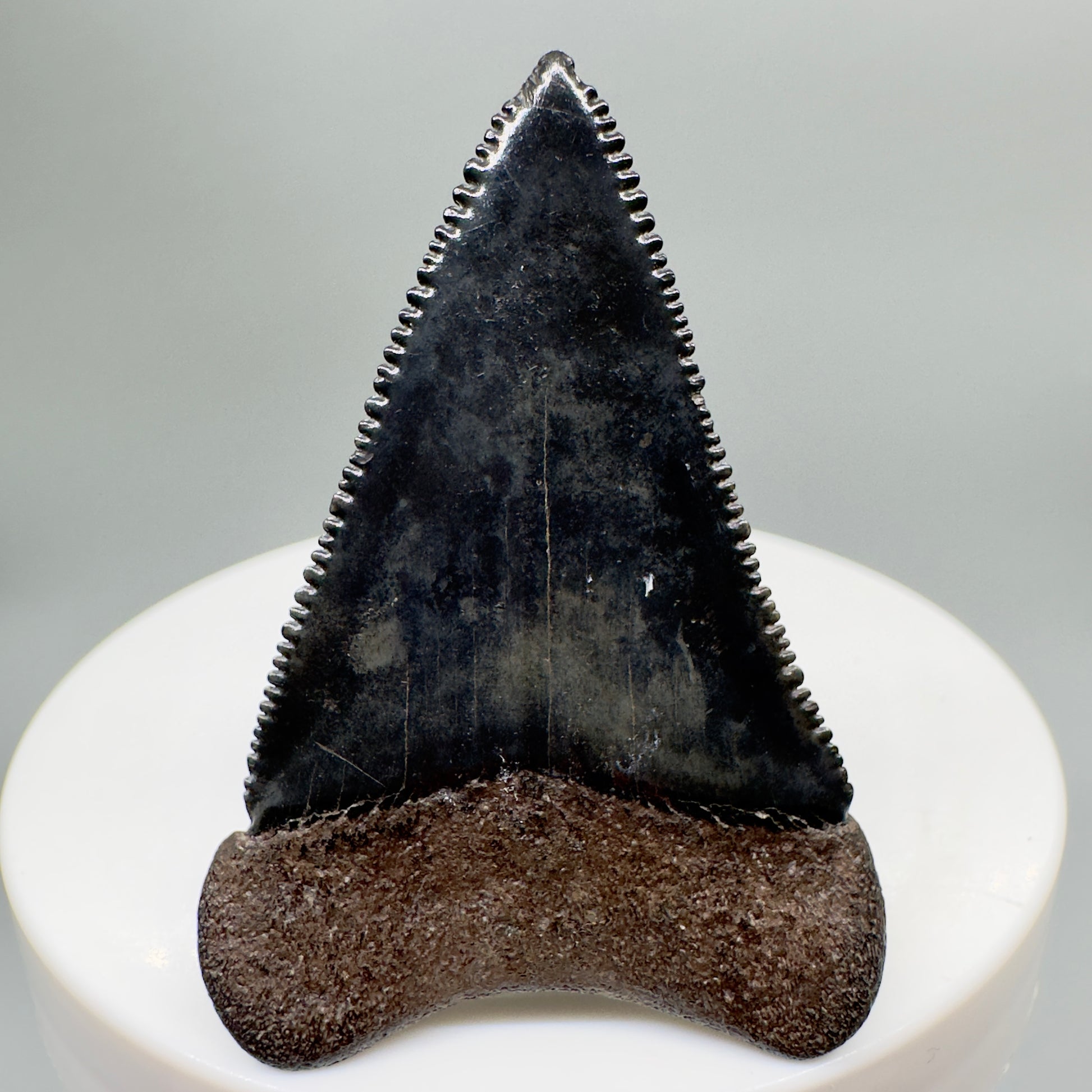 Colorful, sharply serrated 1.87" Fossil Great White Shark Tooth - South Carolina River GW1079 - Back