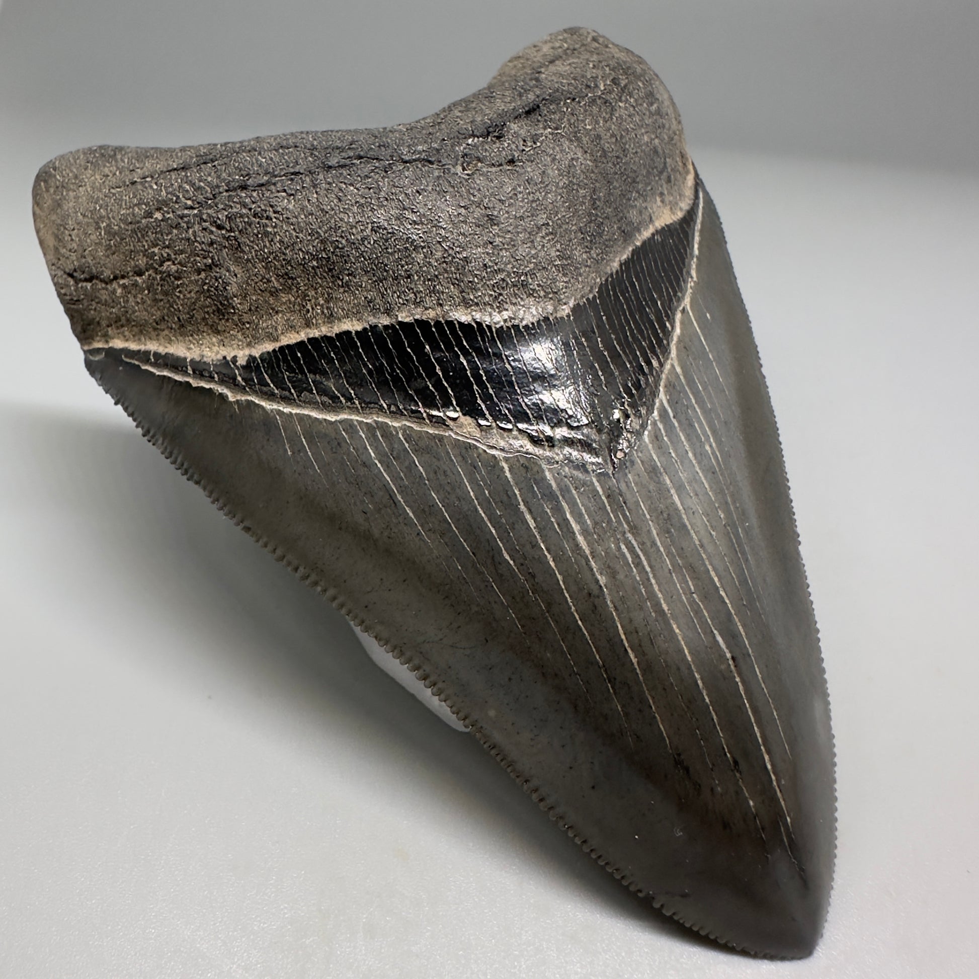 Collector's Quality, colorful 3.90" Fossil Megalodon Tooth - South Carolina CM5182 - Front Left