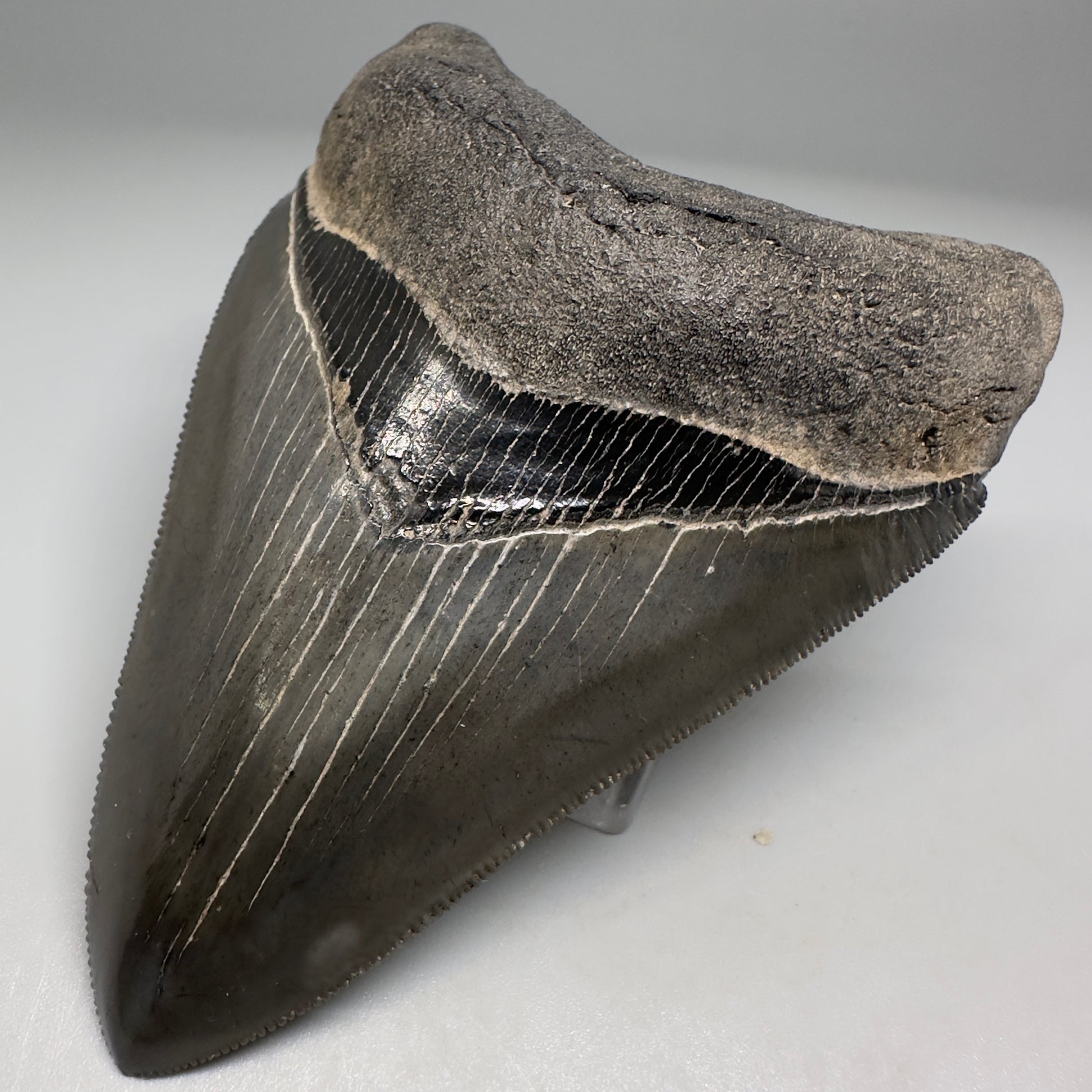 Collector's Quality, colorful 3.90" Fossil Megalodon Tooth - South Carolina CM5182 - Front Right