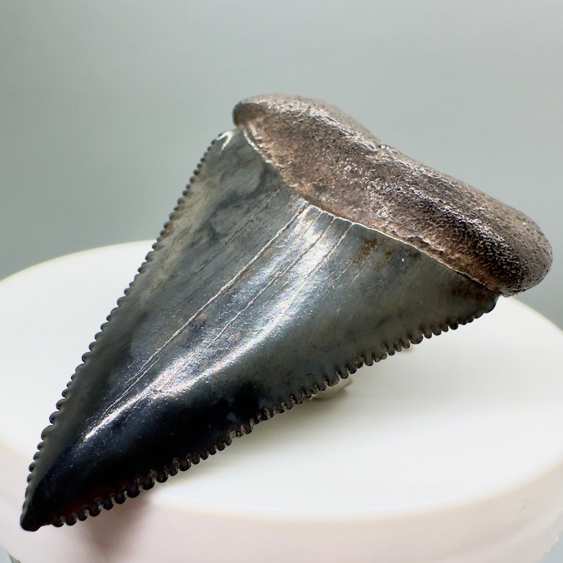 Colorful, sharply serrated 1.87" Fossil Great White Shark Tooth - South Carolina River GW1079 - Front right