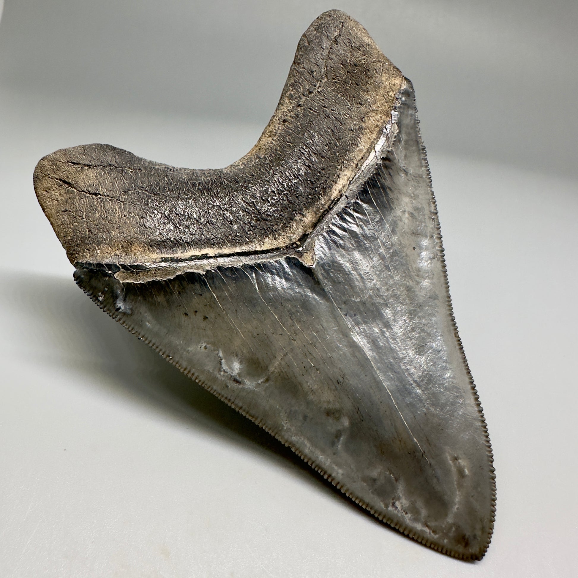 Collector's Quality, colorful 3.90" Fossil Megalodon Tooth - South Carolina CM5182 - Back Left