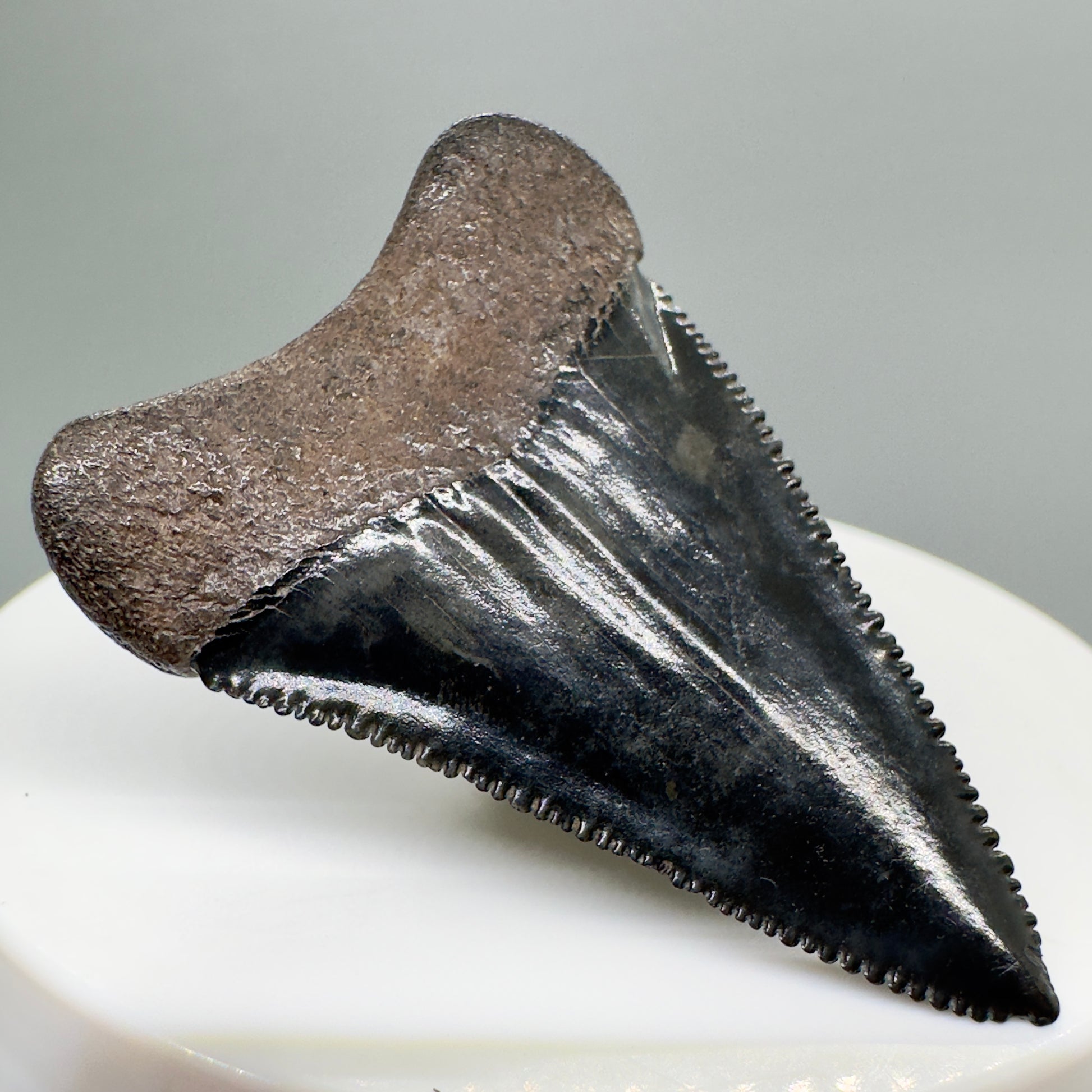 Colorful, sharply serrated 1.87" Fossil Great White Shark Tooth - South Carolina River GW1079 - Back left