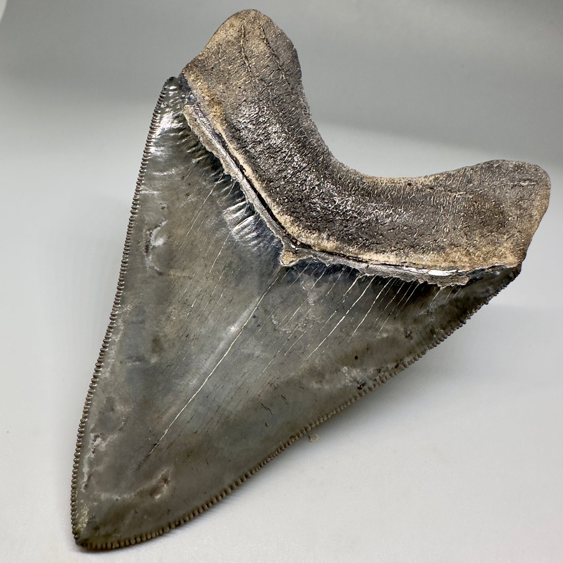 Collector's Quality, colorful 3.90" Fossil Megalodon Tooth - South Carolina CM5182 - Back Right