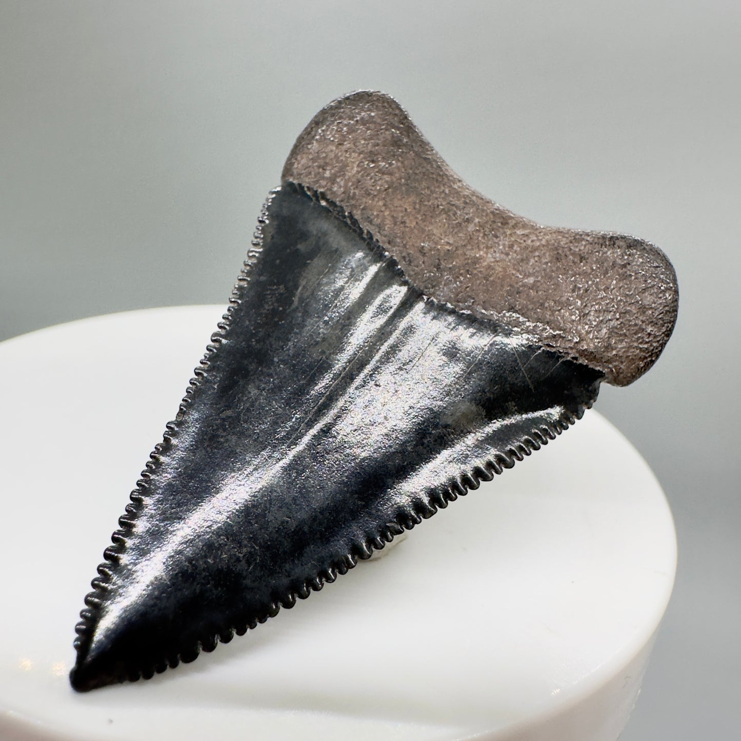 Colorful, sharply serrated 1.87" Fossil Great White Shark Tooth - South Carolina River GW1079 - Back right