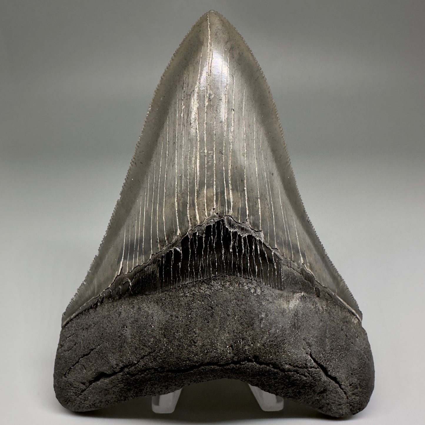 Collector's Quality Lower 4.50" Fossil Megalodon Tooth - South Carolina CM5184 - Front