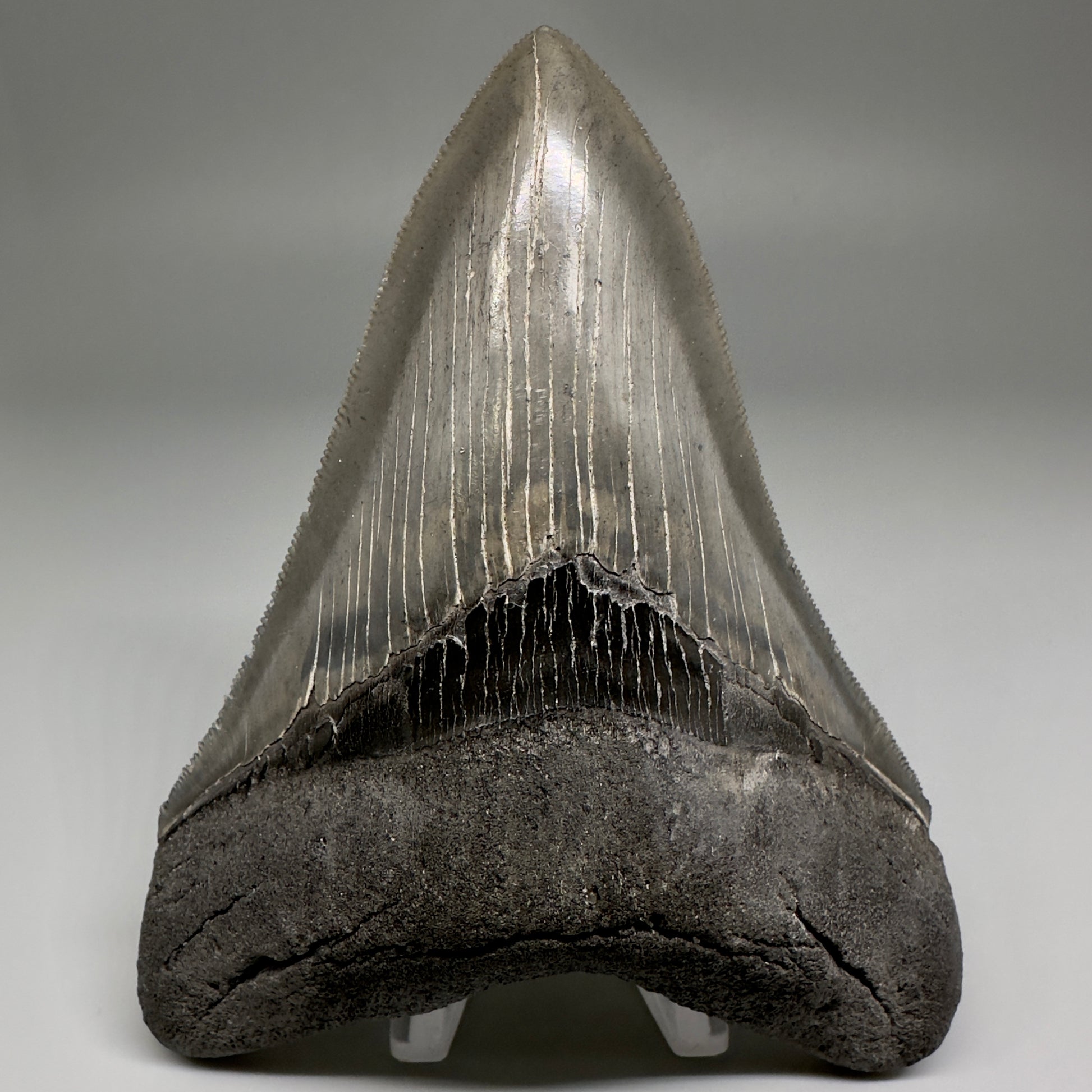 Collector's Quality Lower 4.50" Fossil Megalodon Tooth - South Carolina CM5184 - Front
