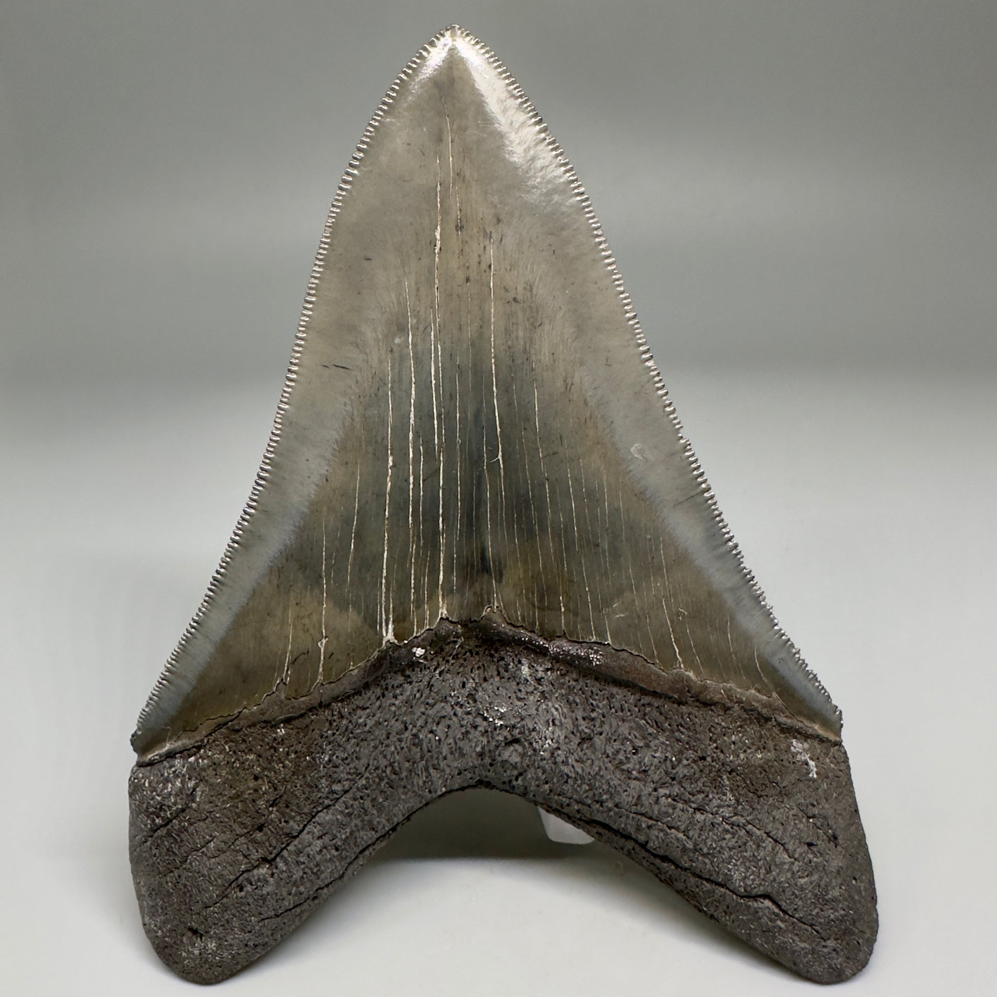 Collector's Quality Lower 4.50" Fossil Megalodon Tooth - South Carolina CM5184 - Back 