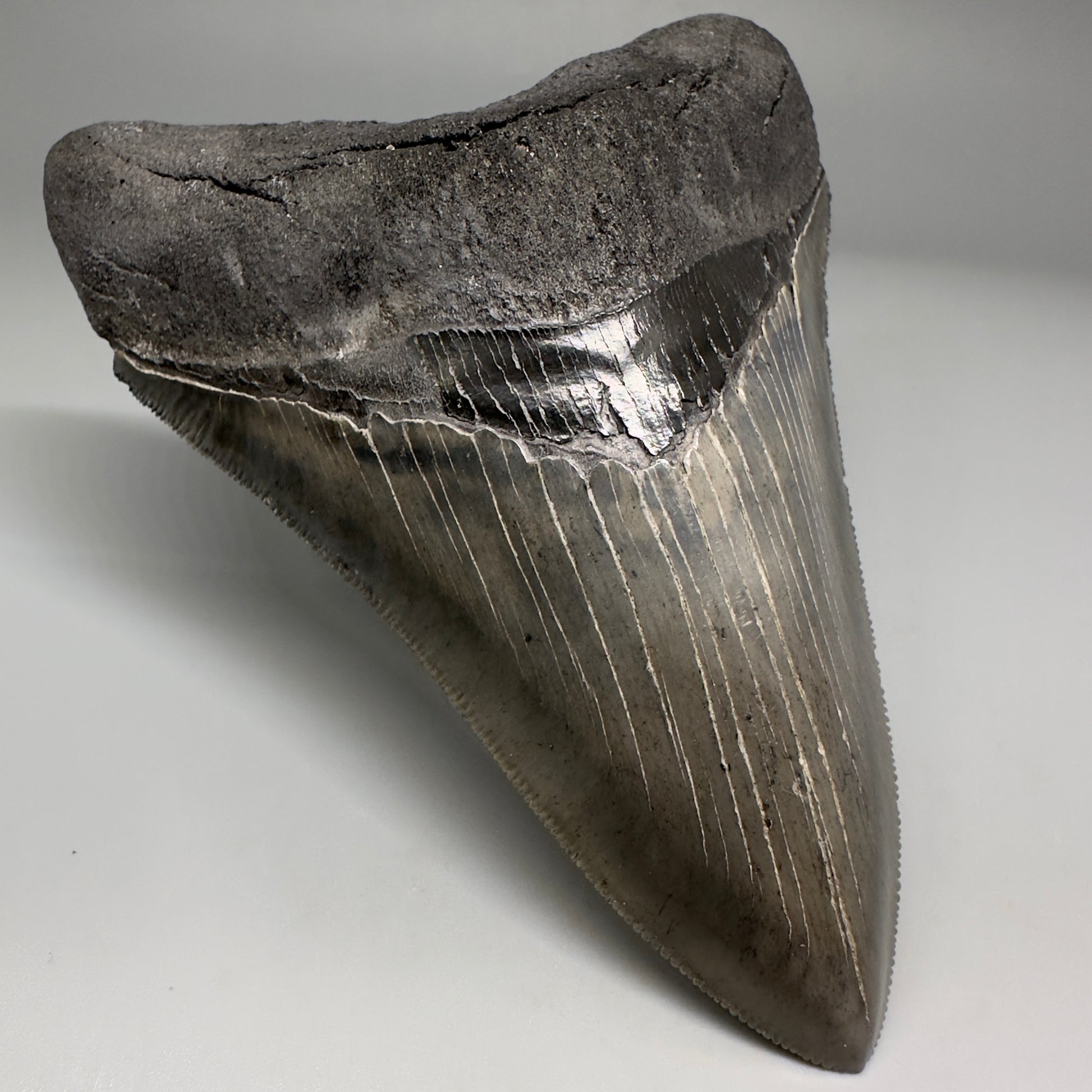 Collector's Quality Lower 4.50" Fossil Megalodon Tooth - South Carolina CM5184 - Front Left