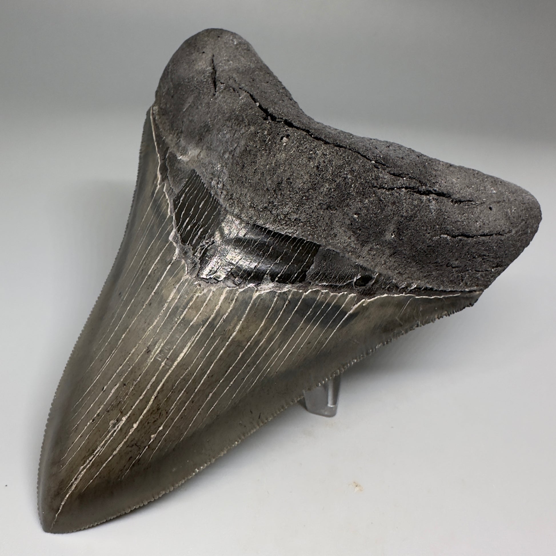Collector's Quality Lower 4.50" Fossil Megalodon Tooth - South Carolina CM5184 - Front Right