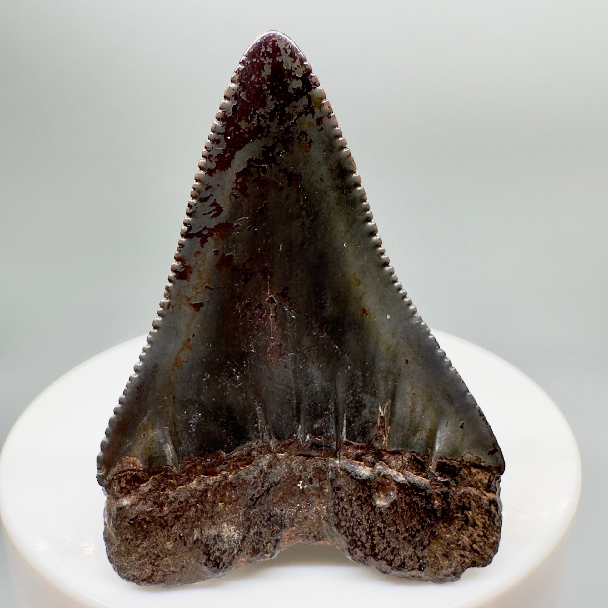 Colorful, serrated 1.91" Fossil Great White Shark Tooth - South Carolina GW1078 - Back