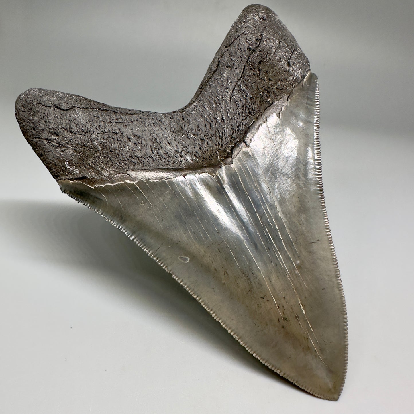 Collector's Quality Lower 4.50" Fossil Megalodon Tooth - South Carolina CM5184 - Back Left