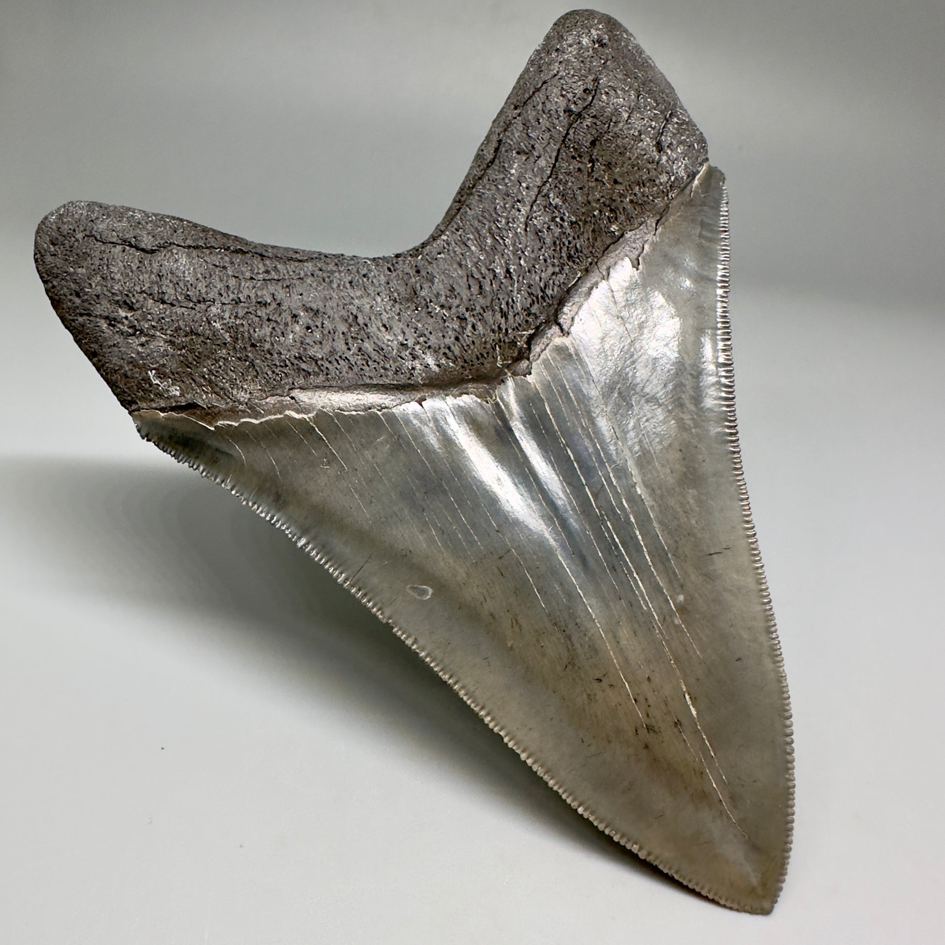 Collector's Quality Lower 4.50" Fossil Megalodon Tooth - South Carolina CM5184 - Back Left