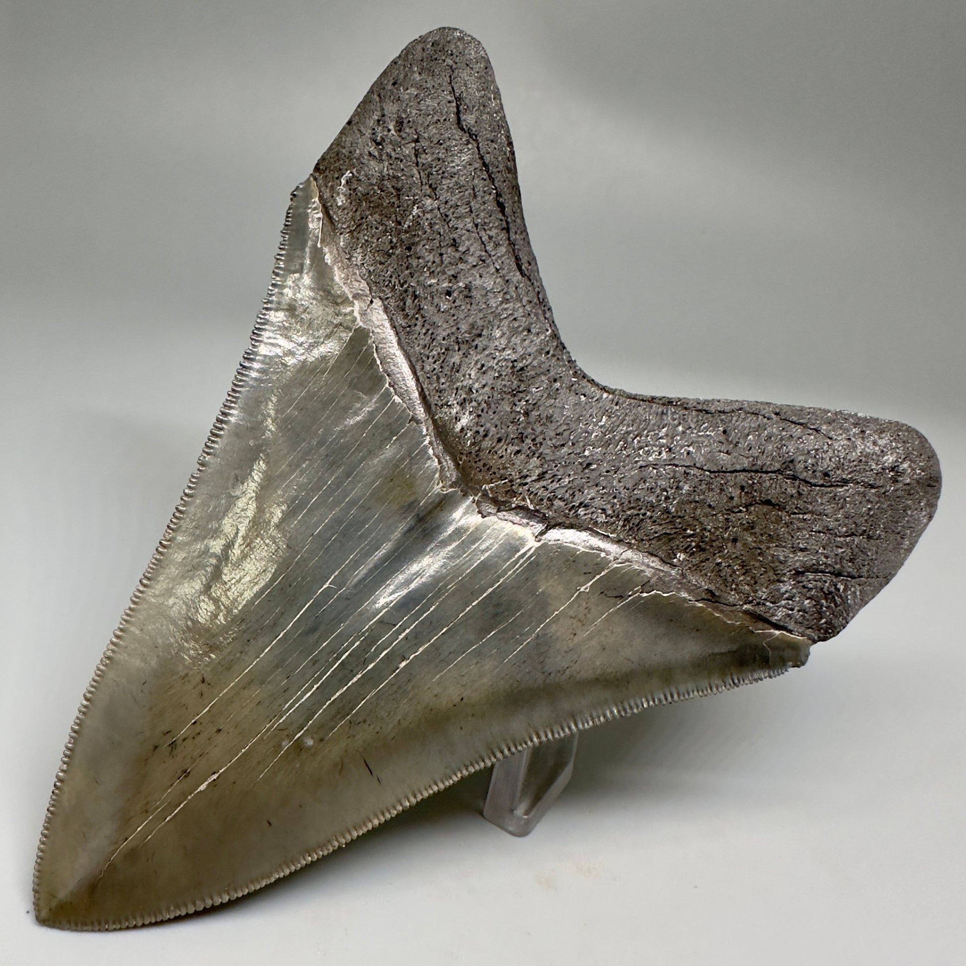 Collector's Quality Lower 4.50" Fossil Megalodon Tooth - South Carolina CM5184 - Back Right