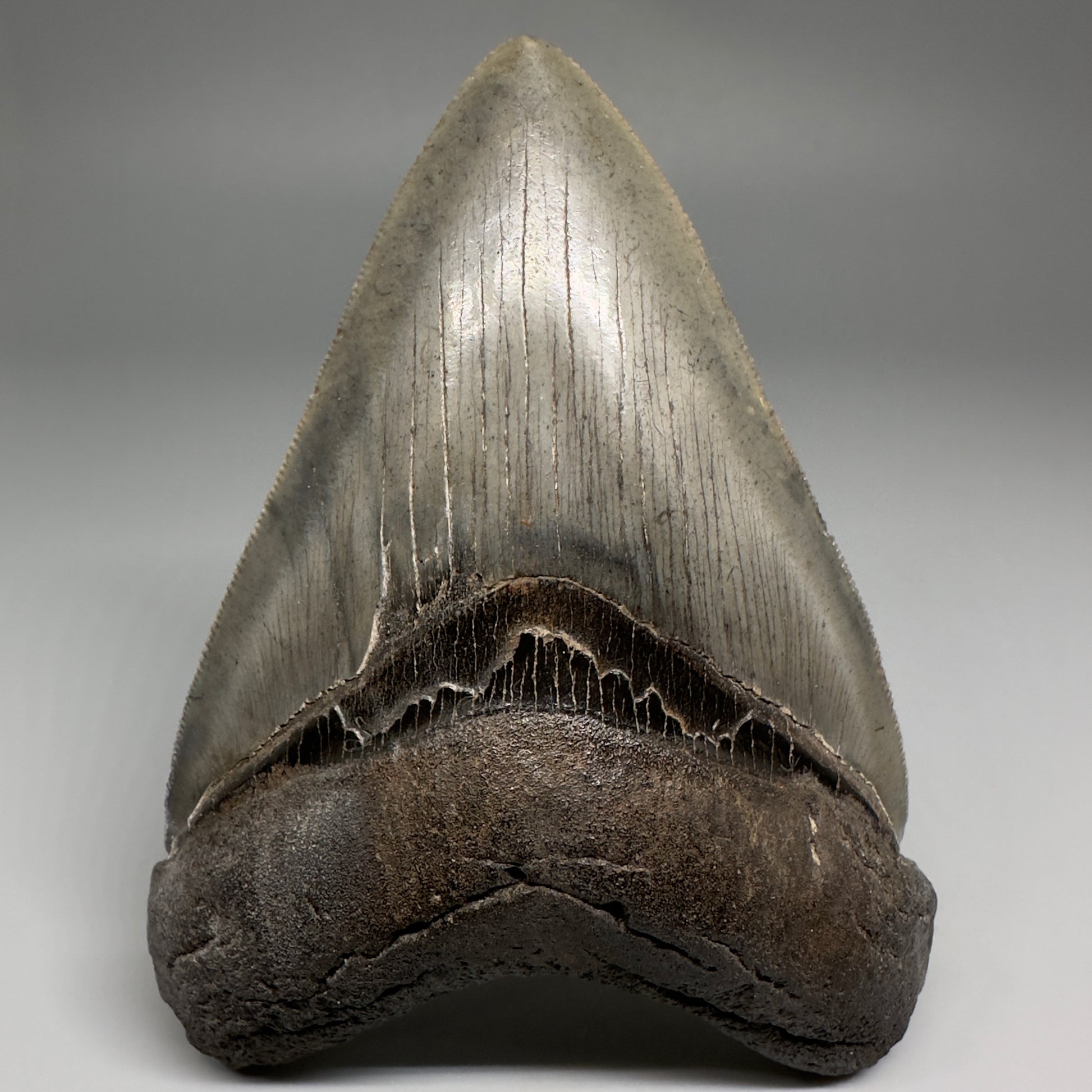 Collector's Quality, colorful 4.40" Fossil Megalodon Tooth - South Carolina CM5183 - FRONT1