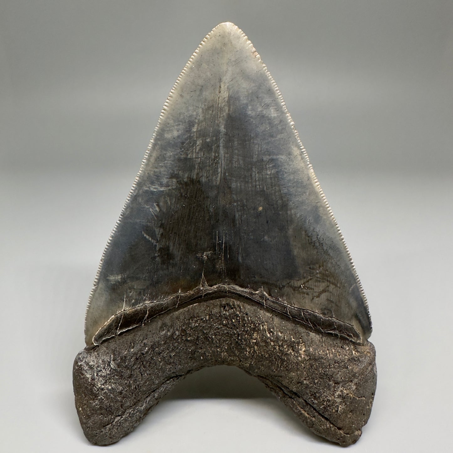 Collector's Quality, colorful 4.40" Fossil Megalodon Tooth - South Carolina CM5183 - Back
