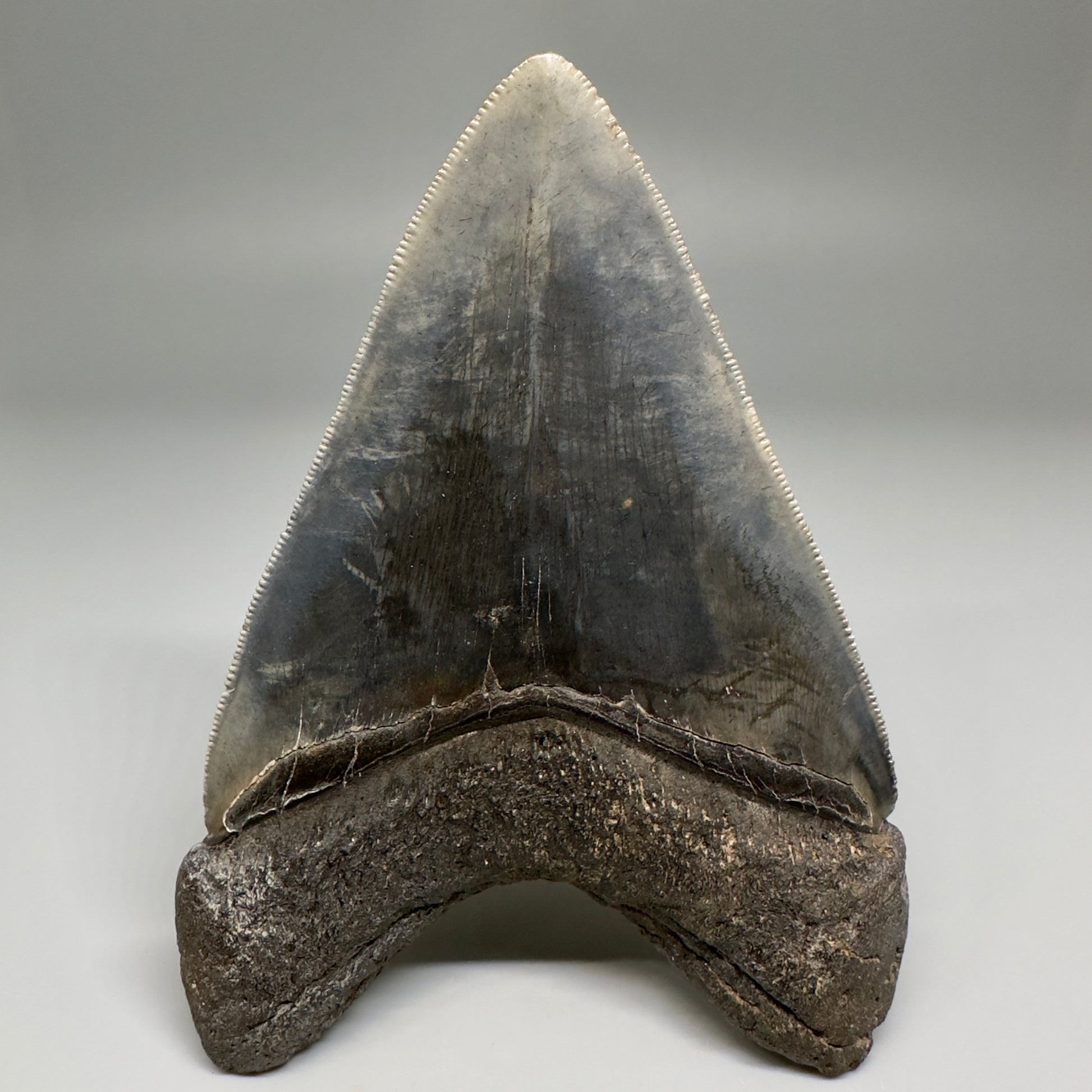 Collector's Quality, colorful 4.40" Fossil Megalodon Tooth - South Carolina CM5183 - Back
