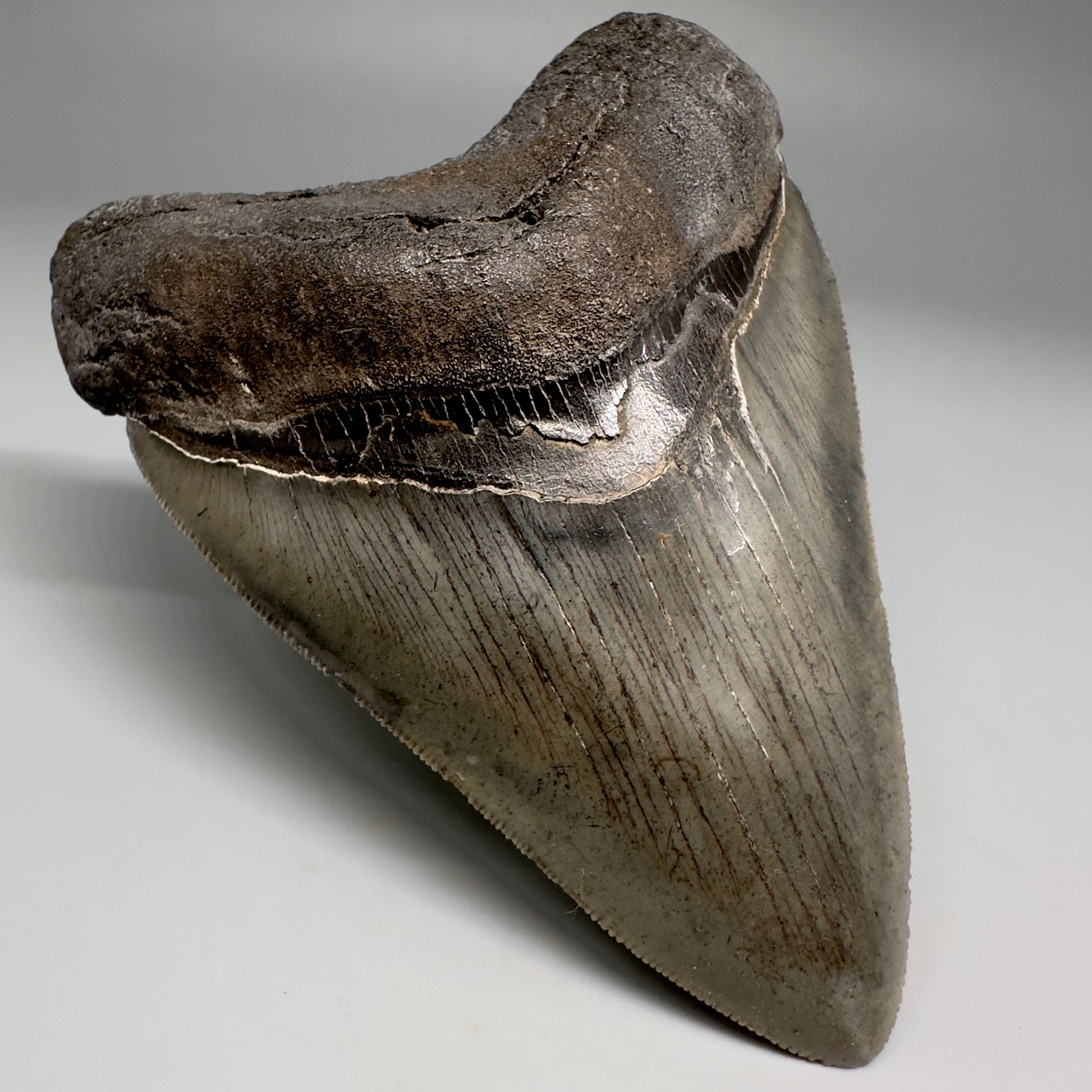 Collector's Quality, colorful 4.40" Fossil Megalodon Tooth - South Carolina CM5183 - FRONT left