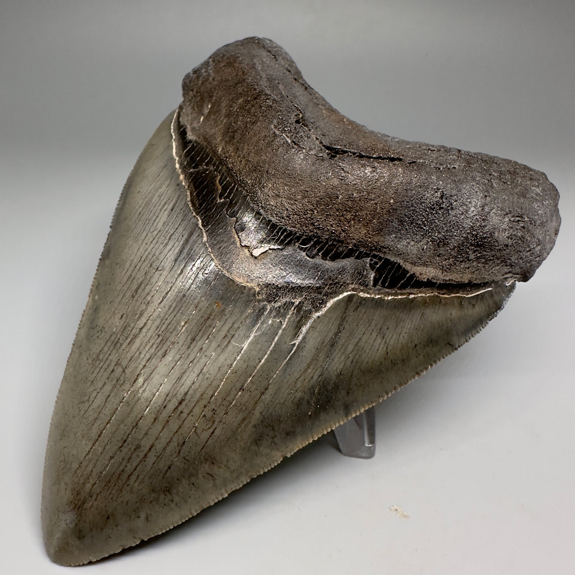 Collector's Quality, colorful 4.40" Fossil Megalodon Tooth - South Carolina CM5183 - FRONT Right