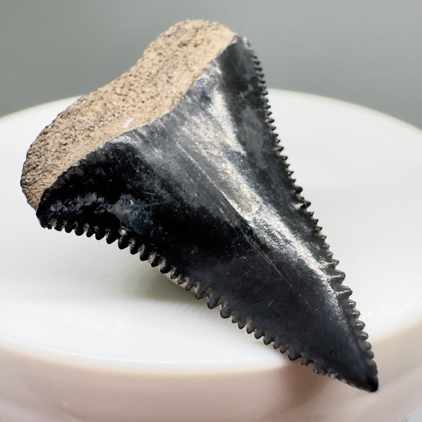 Colorful, sharply serrated 1.23" Fossil Great White Tooth from Sarasota, Florida GW1076 - Back left