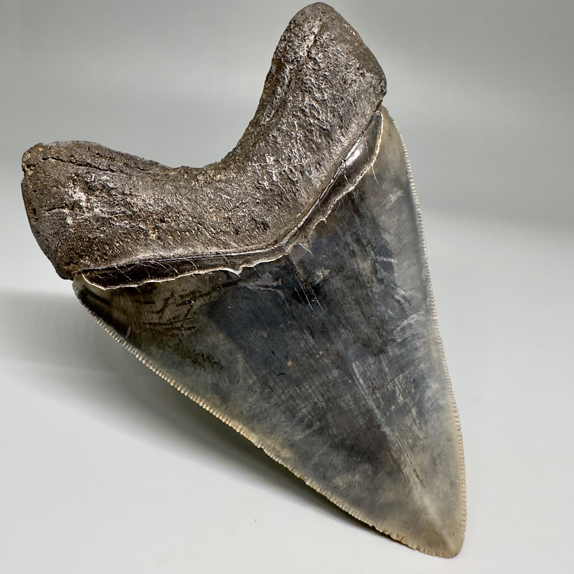 Collector's Quality, colorful 4.40" Fossil Megalodon Tooth - South Carolina CM5183 - Back left