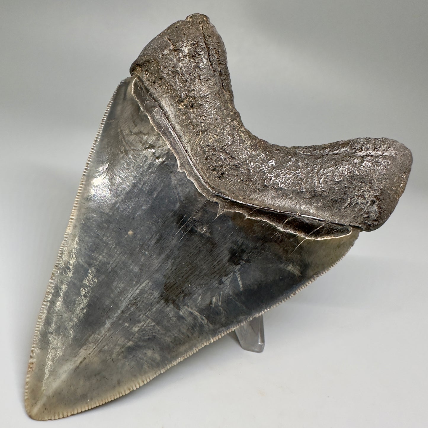Collector's Quality, colorful 4.40" Fossil Megalodon Tooth - South Carolina CM5183 - Back right