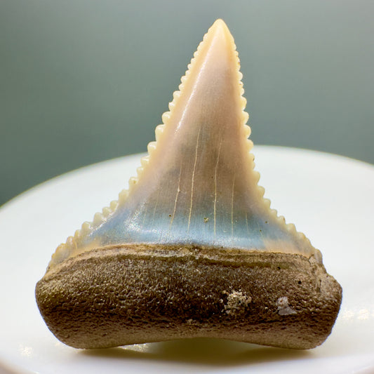 Lower colorful 1.15" Sharply Serrated Fossil Great White Shark Tooth from Peru GW1075 - Front