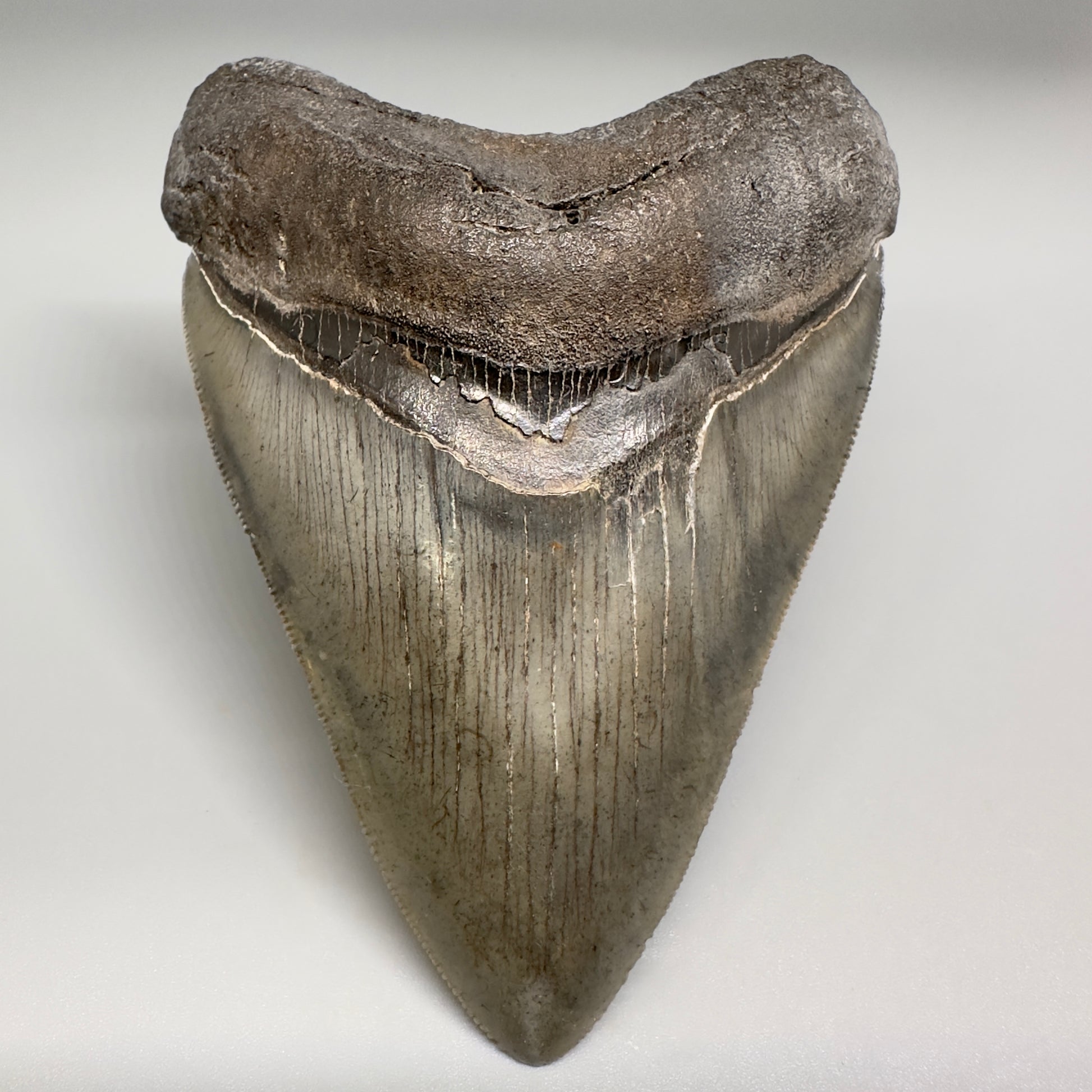 Collector's Quality, colorful 4.40" Fossil Megalodon Tooth - South Carolina CM5183 - FRONT2