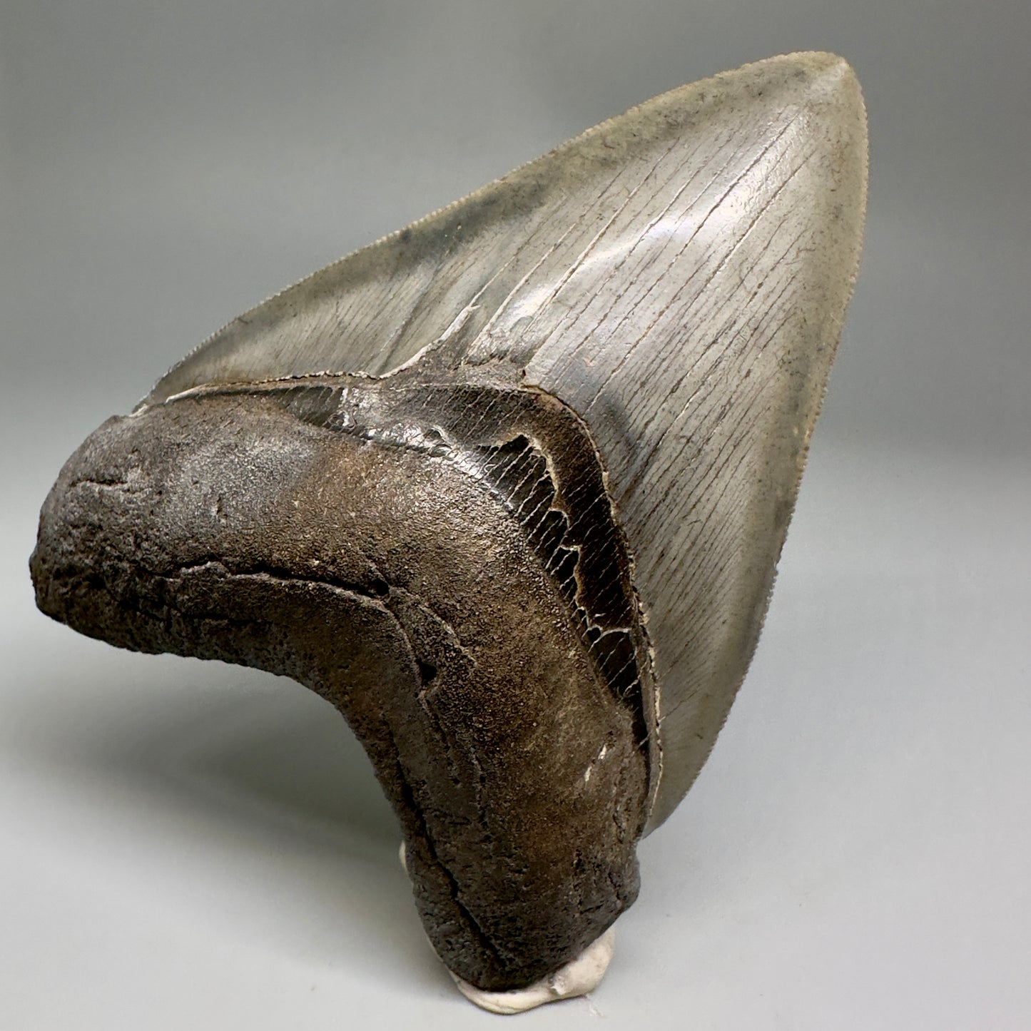 Collector's Quality, colorful 4.40" Fossil Megalodon Tooth - South Carolina