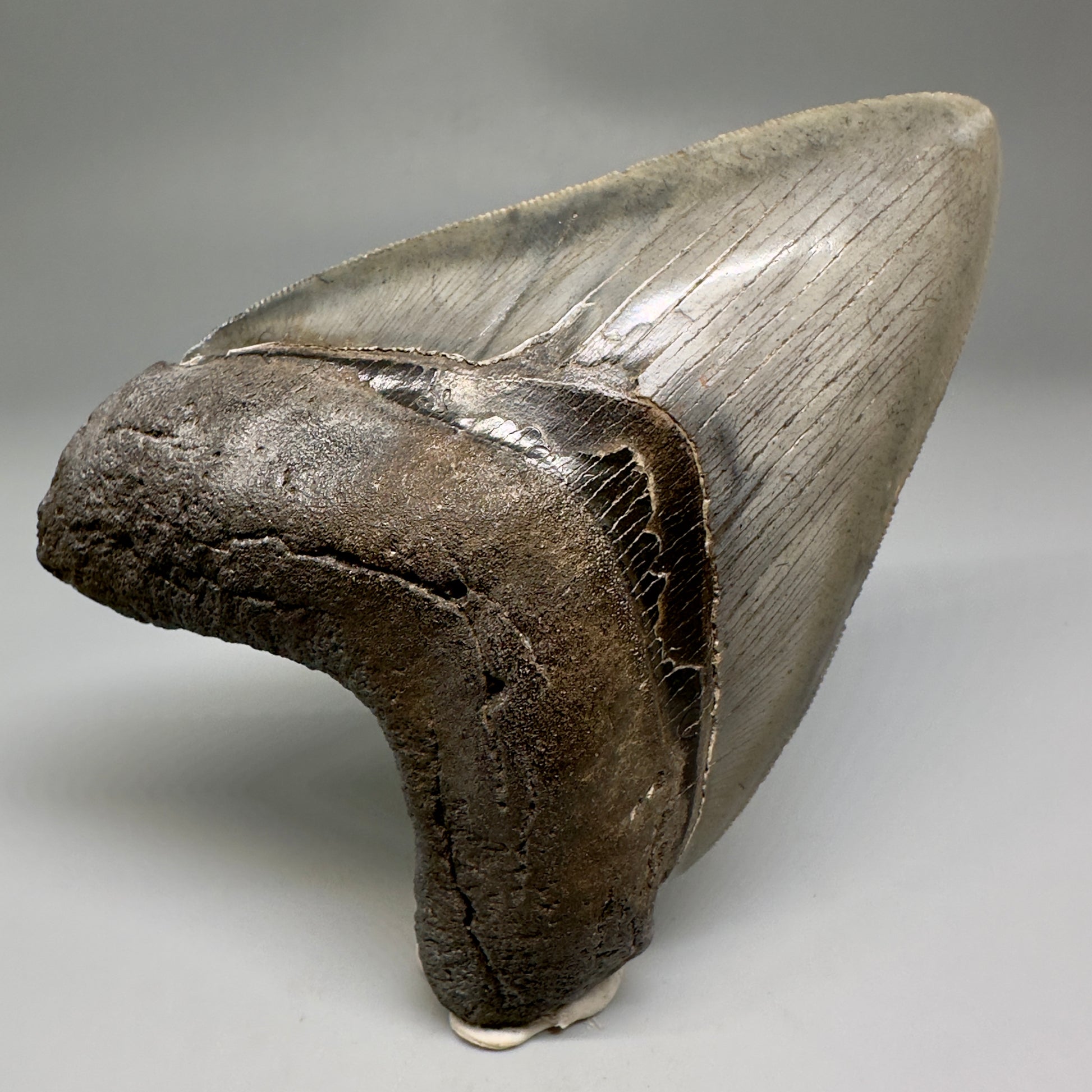 Collector's Quality, colorful 4.40" Fossil Megalodon Tooth - South Carolina CM5183 - FRONT