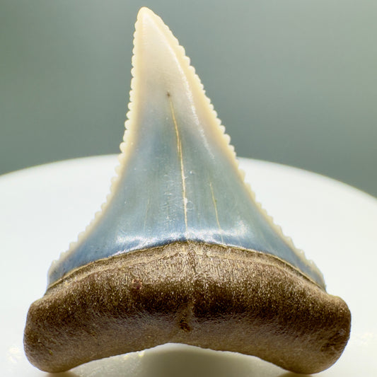Lower colorful 1.18" Sharply Serrated Fossil Great White Shark Tooth from Peru GW1074 - Front
