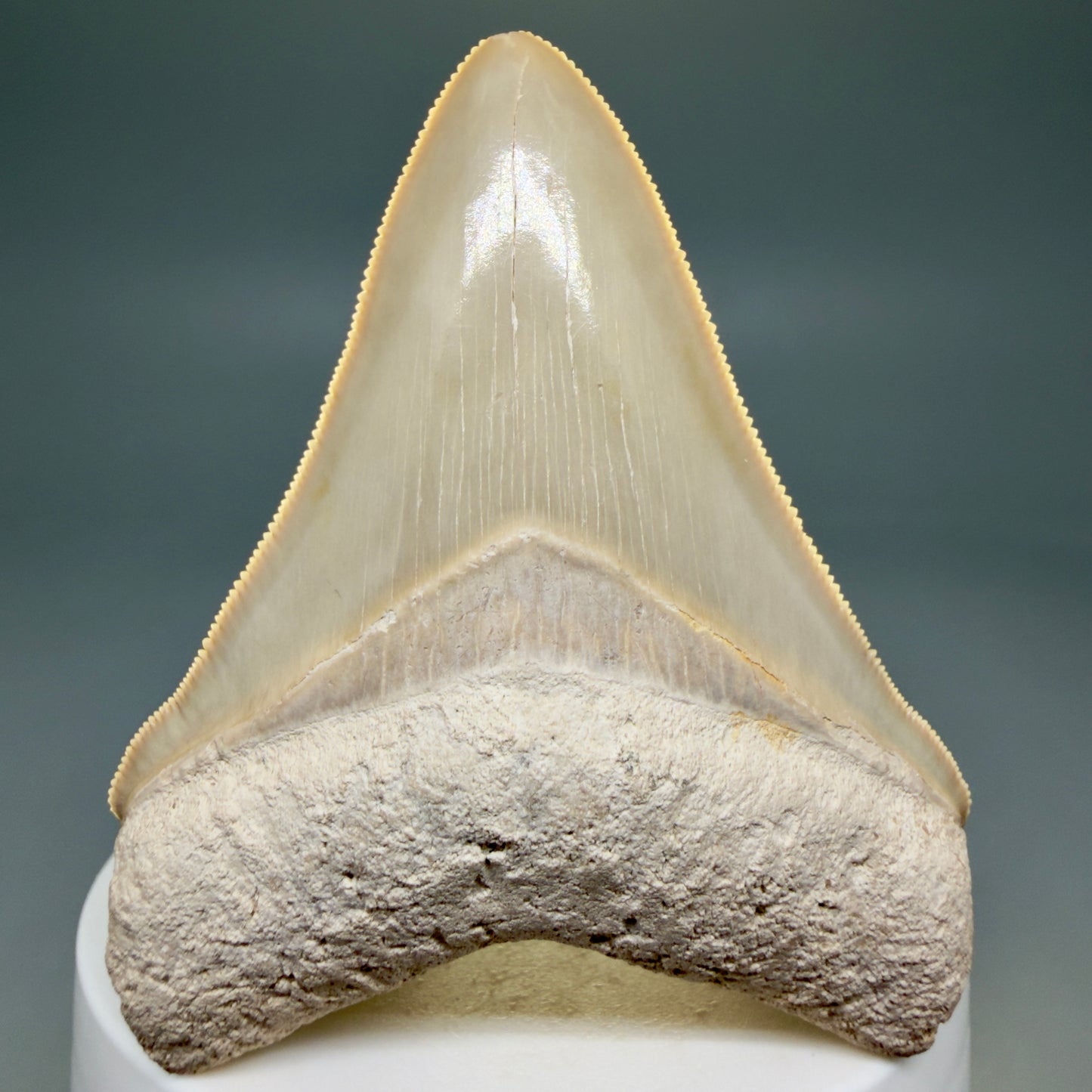 Front View Light colors, sharply serrated 2.69" Fossil Megalodon Shark Tooth - Bone Valley, Florida CM5911 - 1