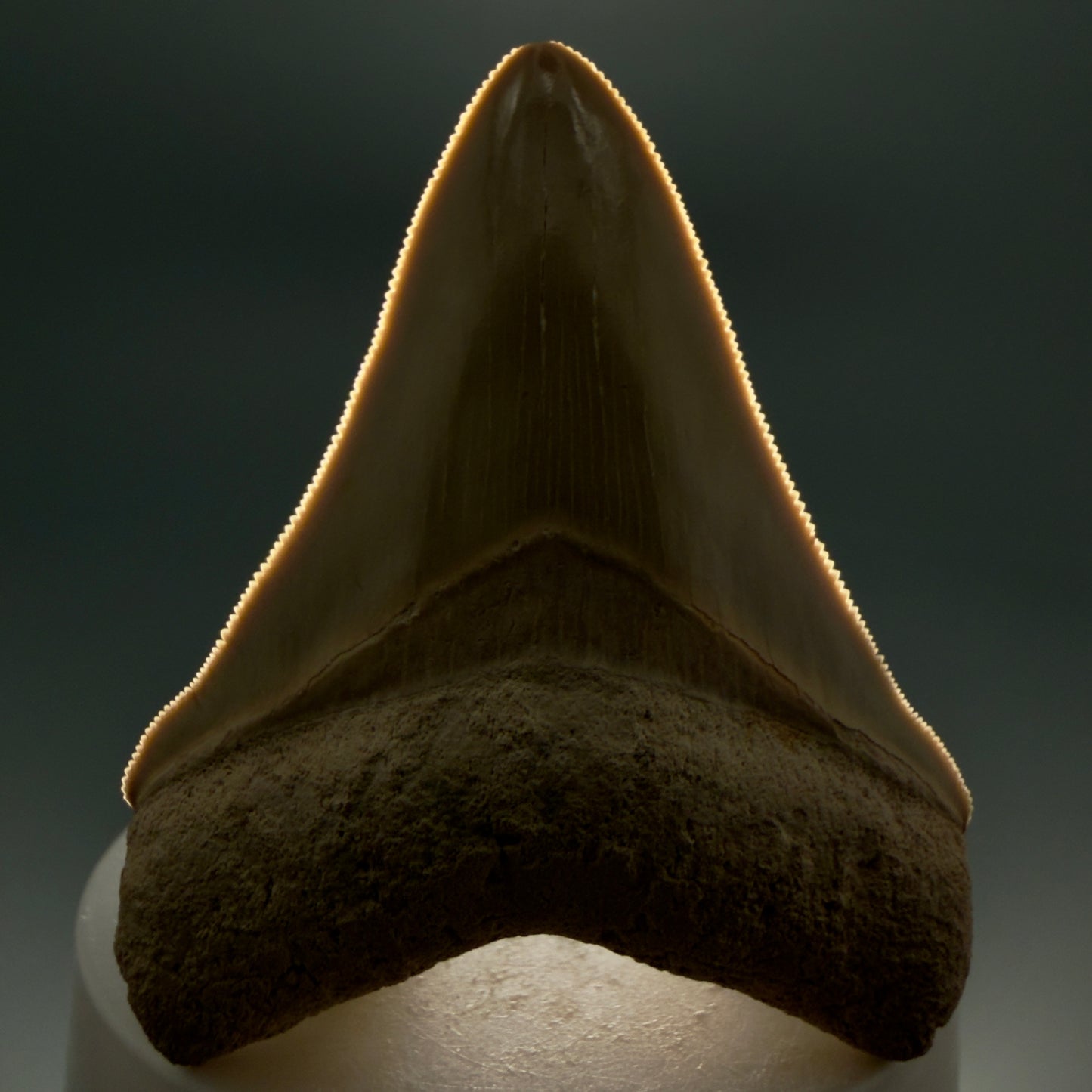 Front View Light colors, sharply serrated 2.69" Fossil Megalodon Shark Tooth - Bone Valley, Florida CM5911 - 2