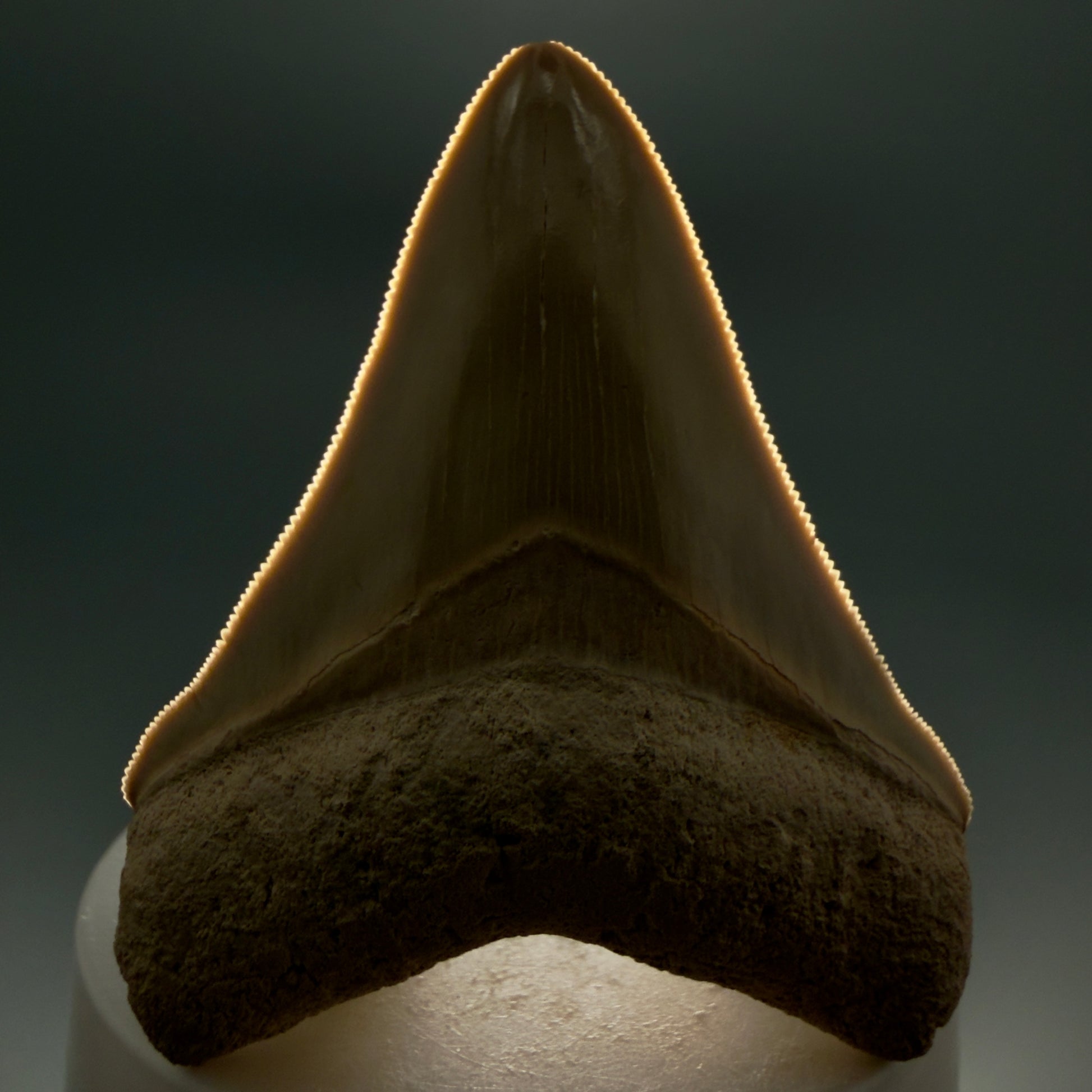 Front View Light colors, sharply serrated 2.69" Fossil Megalodon Shark Tooth - Bone Valley, Florida CM5911 - 2