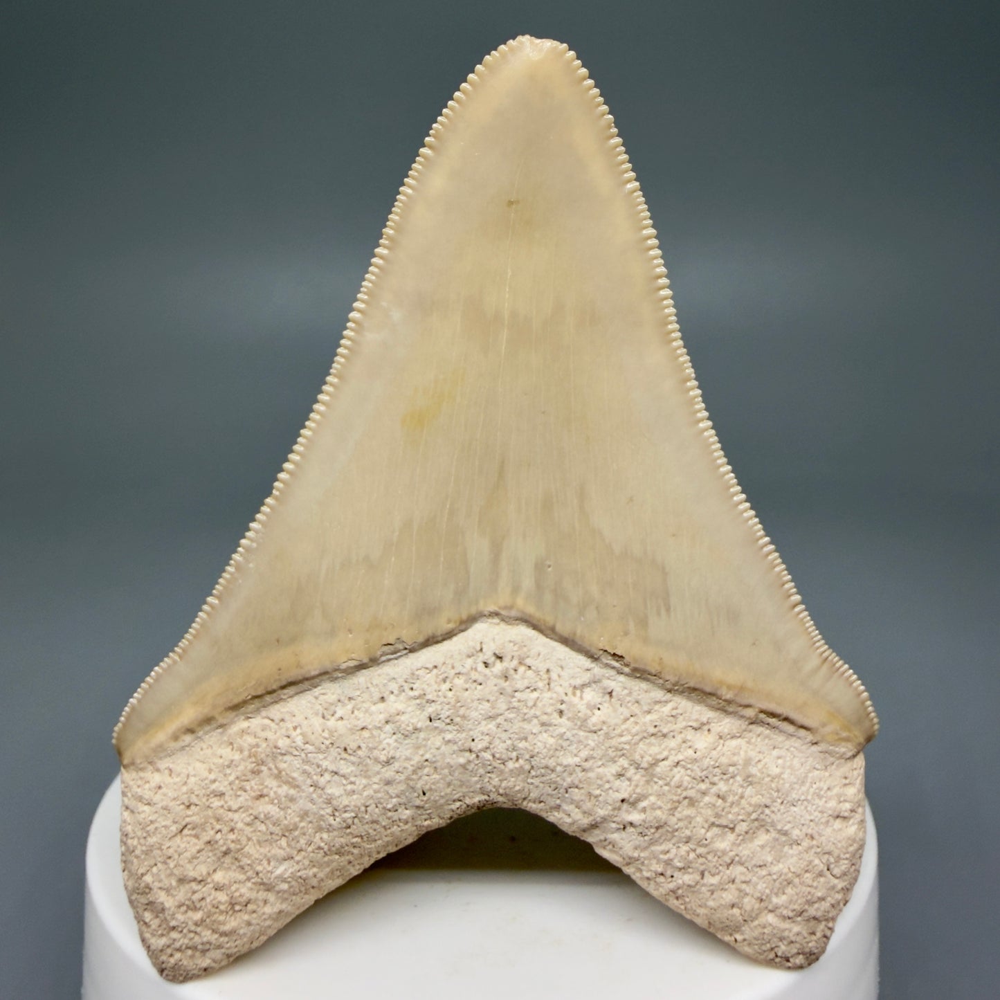 Back View Light colors, sharply serrated 2.69" Fossil Megalodon Shark Tooth - Bone Valley, Florida CM5911